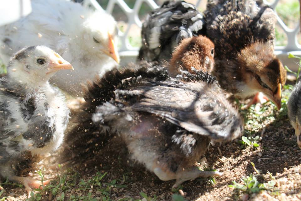 Dust bath action shot