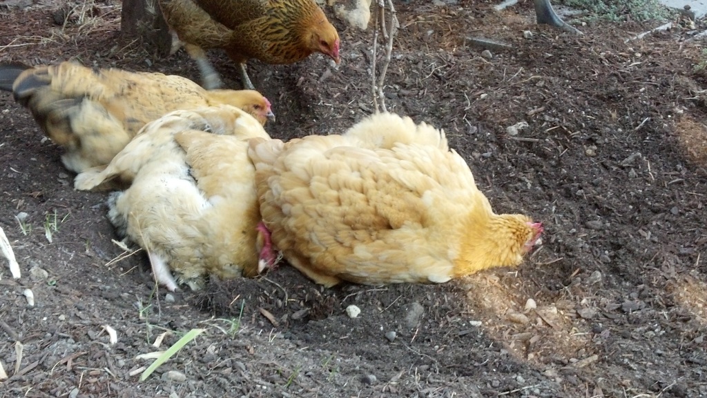 Dust bath and then dust nap.