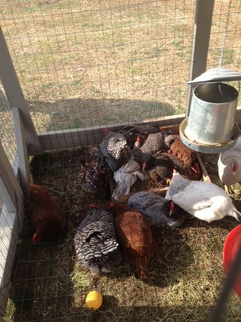 Dust bath Frenzy.