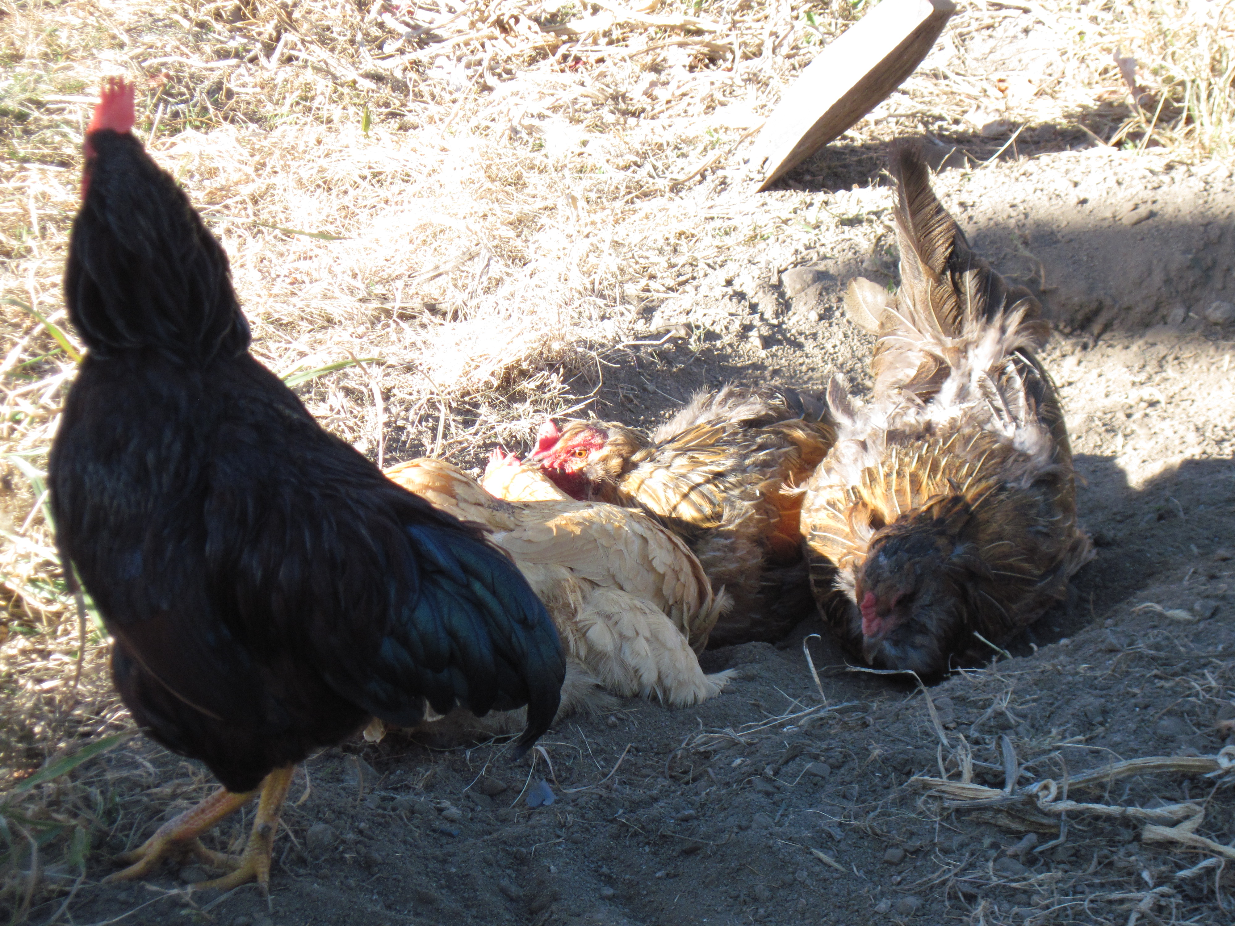 DUST BATH PILE UP