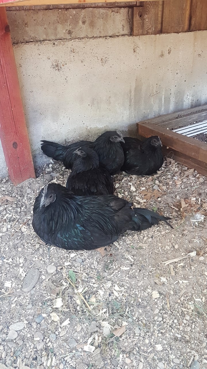 Dust Bath Time