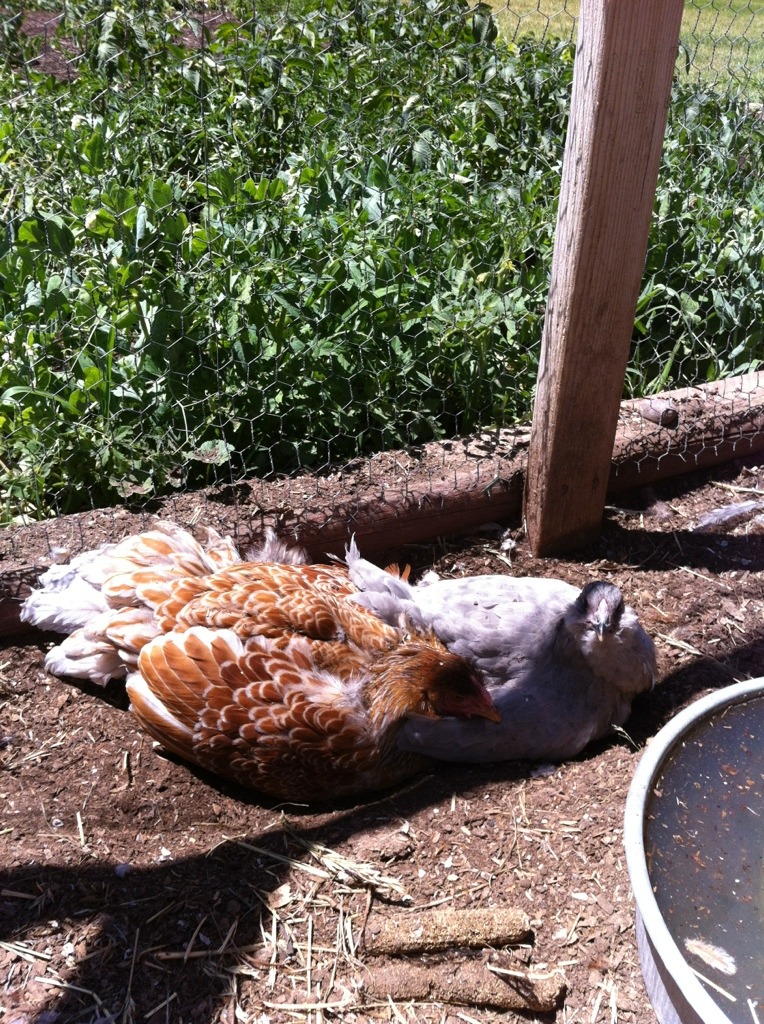 dust bath with a BLRW and Lav Ameraucana