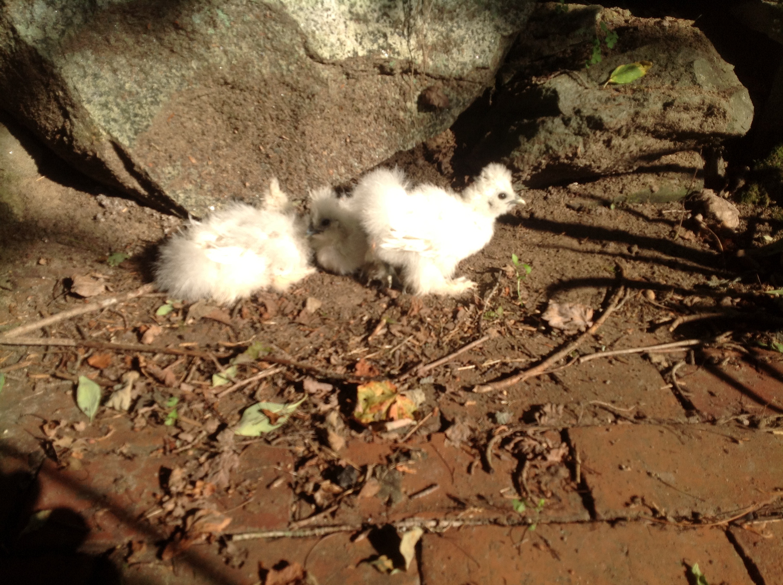 Dust Bath