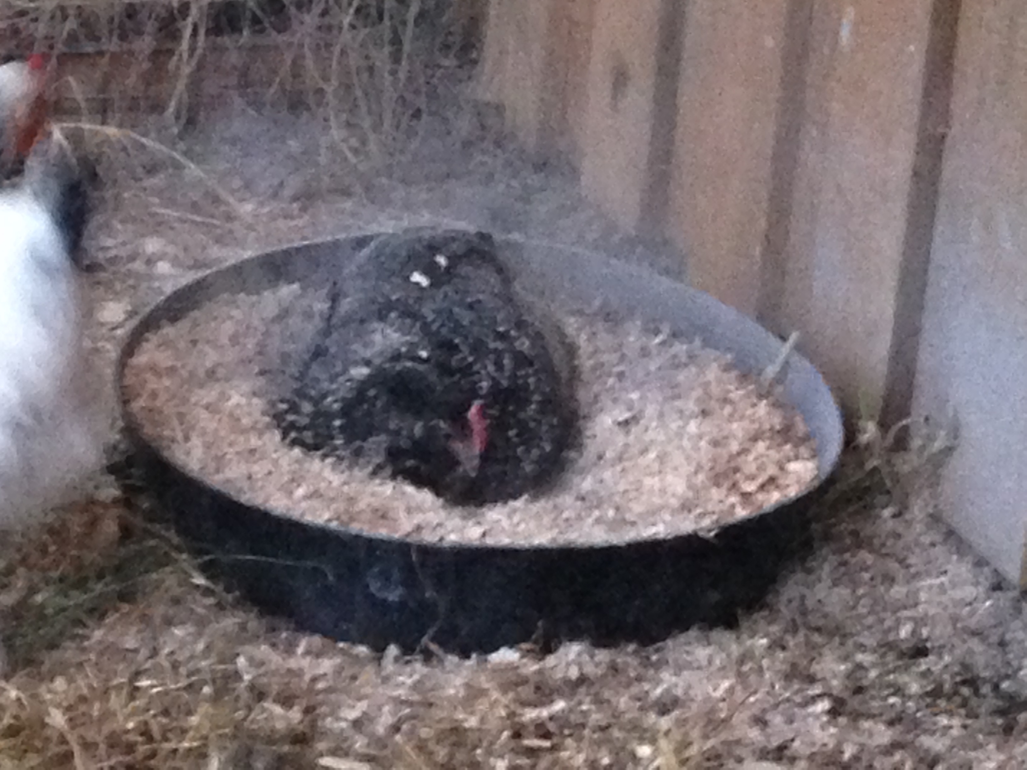 dust bath
