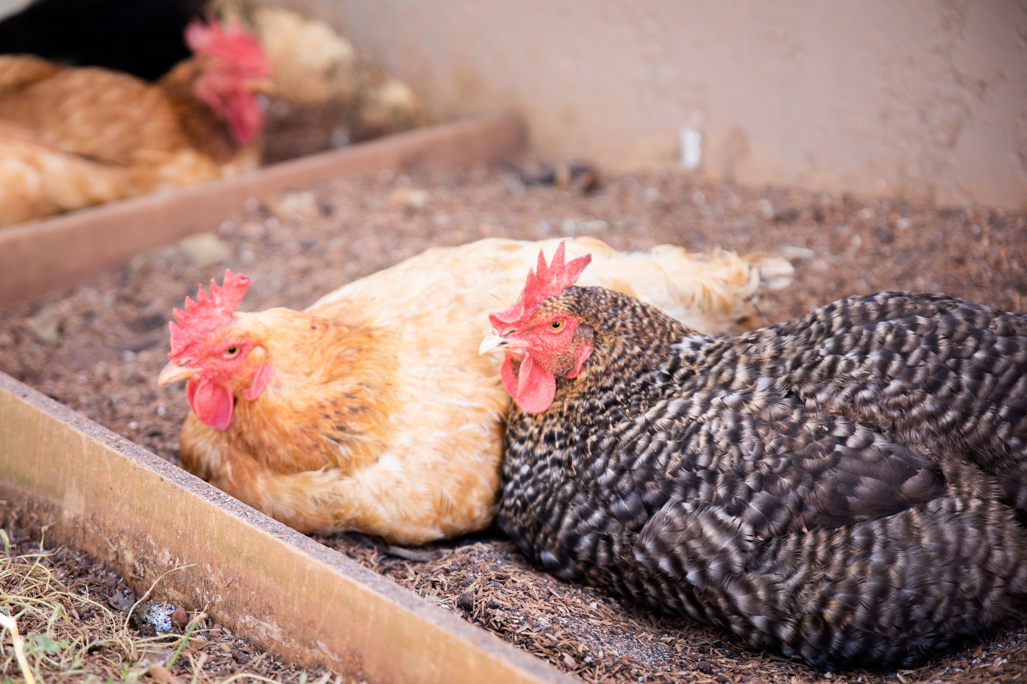 Dust Bath BackYard Chickens Learn How to Raise Chickens