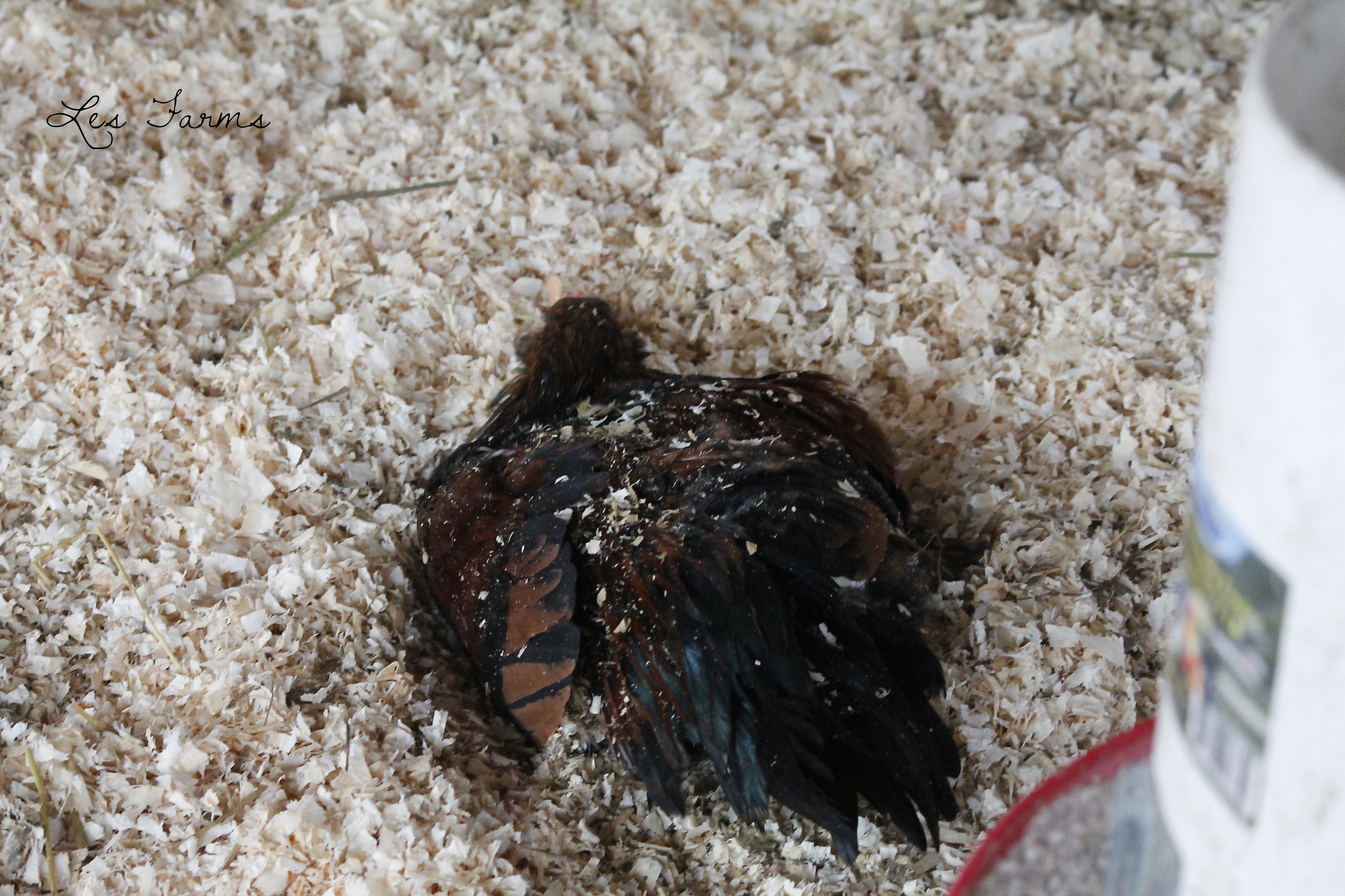 Dust bathing in deep litter