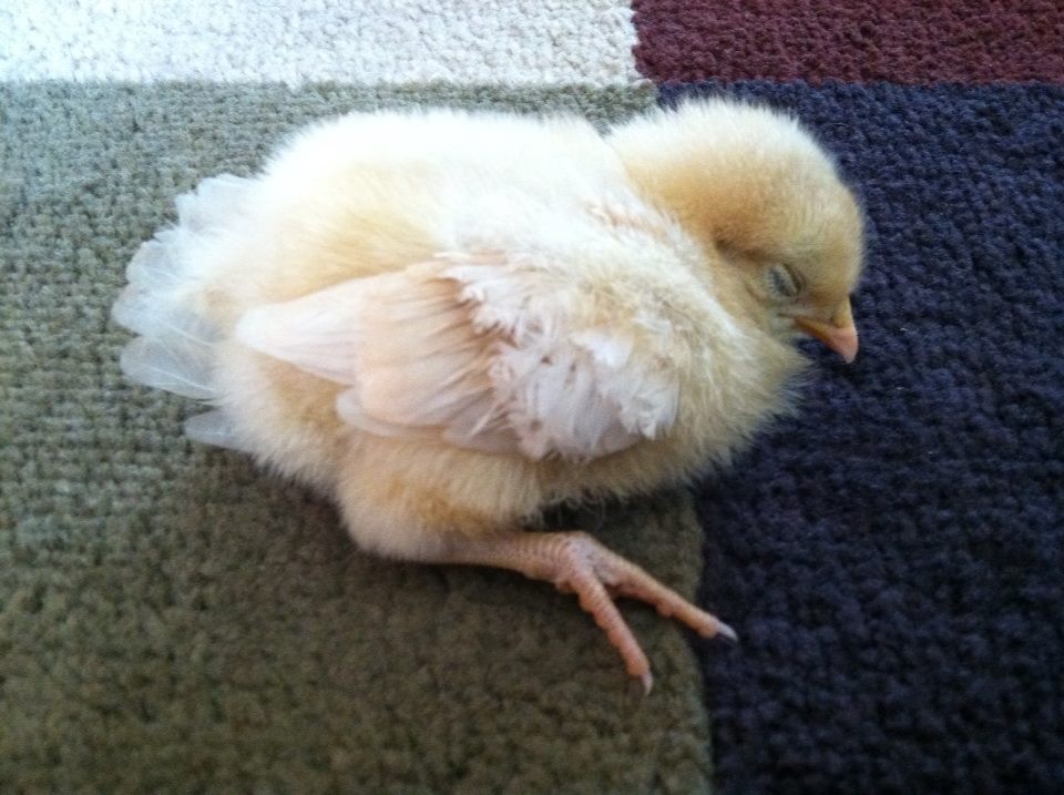 "Dust" bathing is exhausting