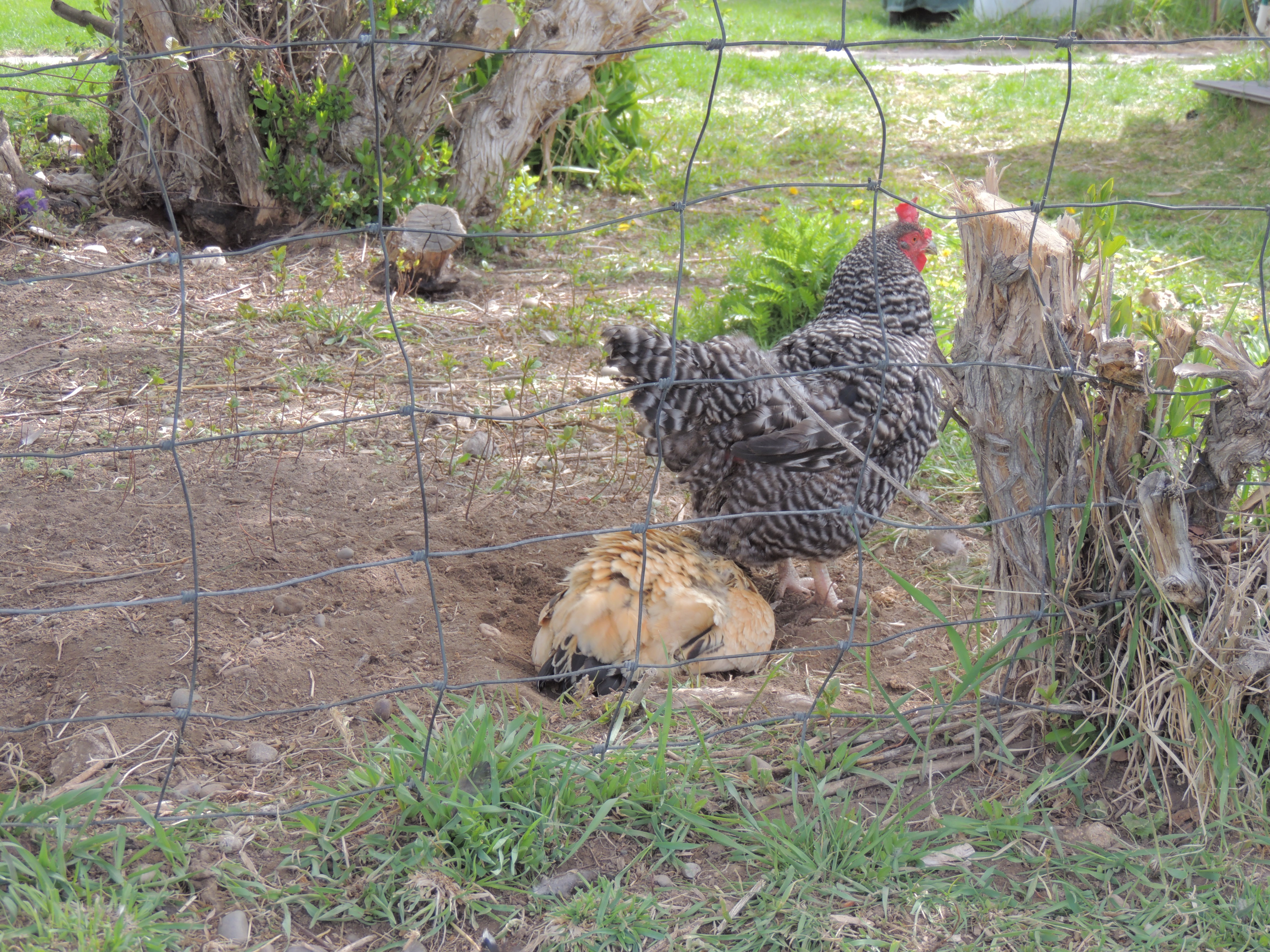 Dust bathing under the lilacs.