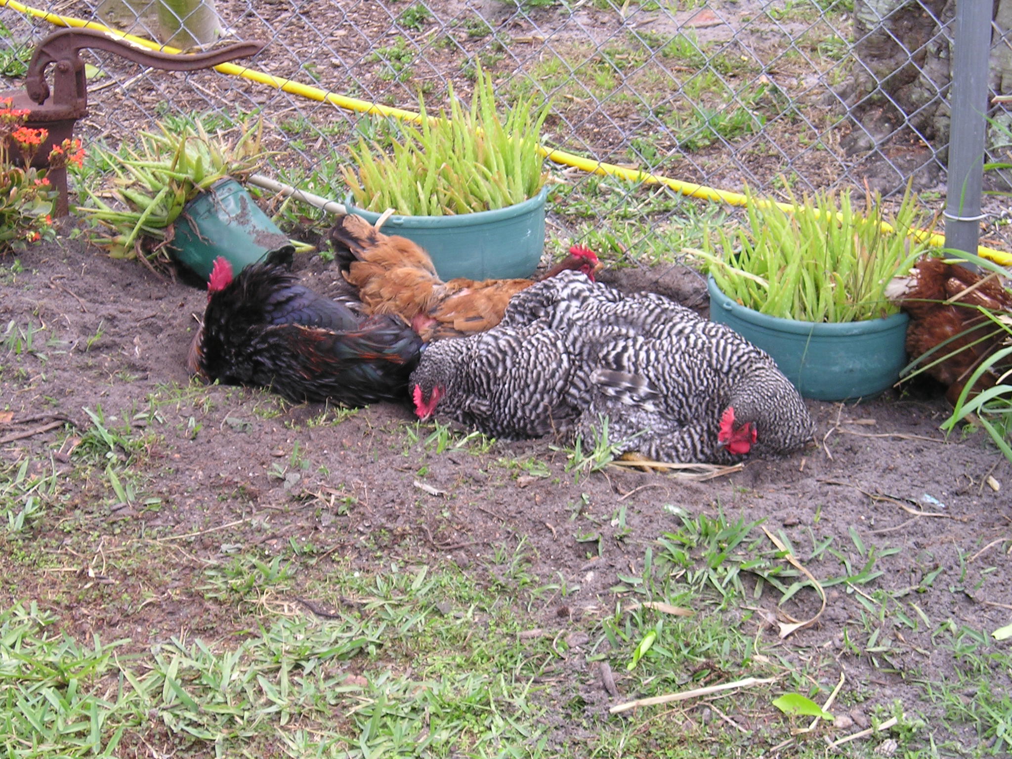 Dust bathing