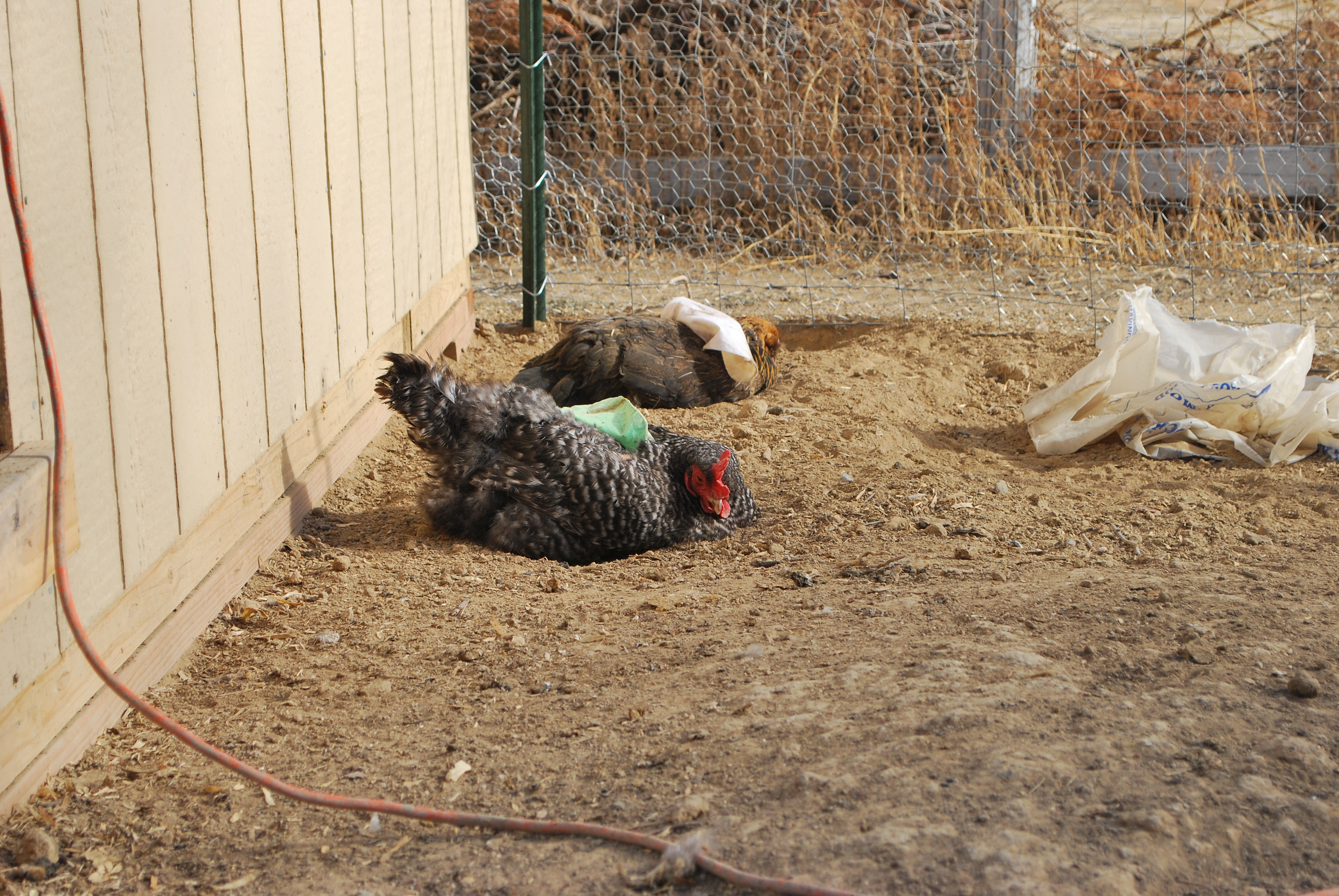 dust bathing :)