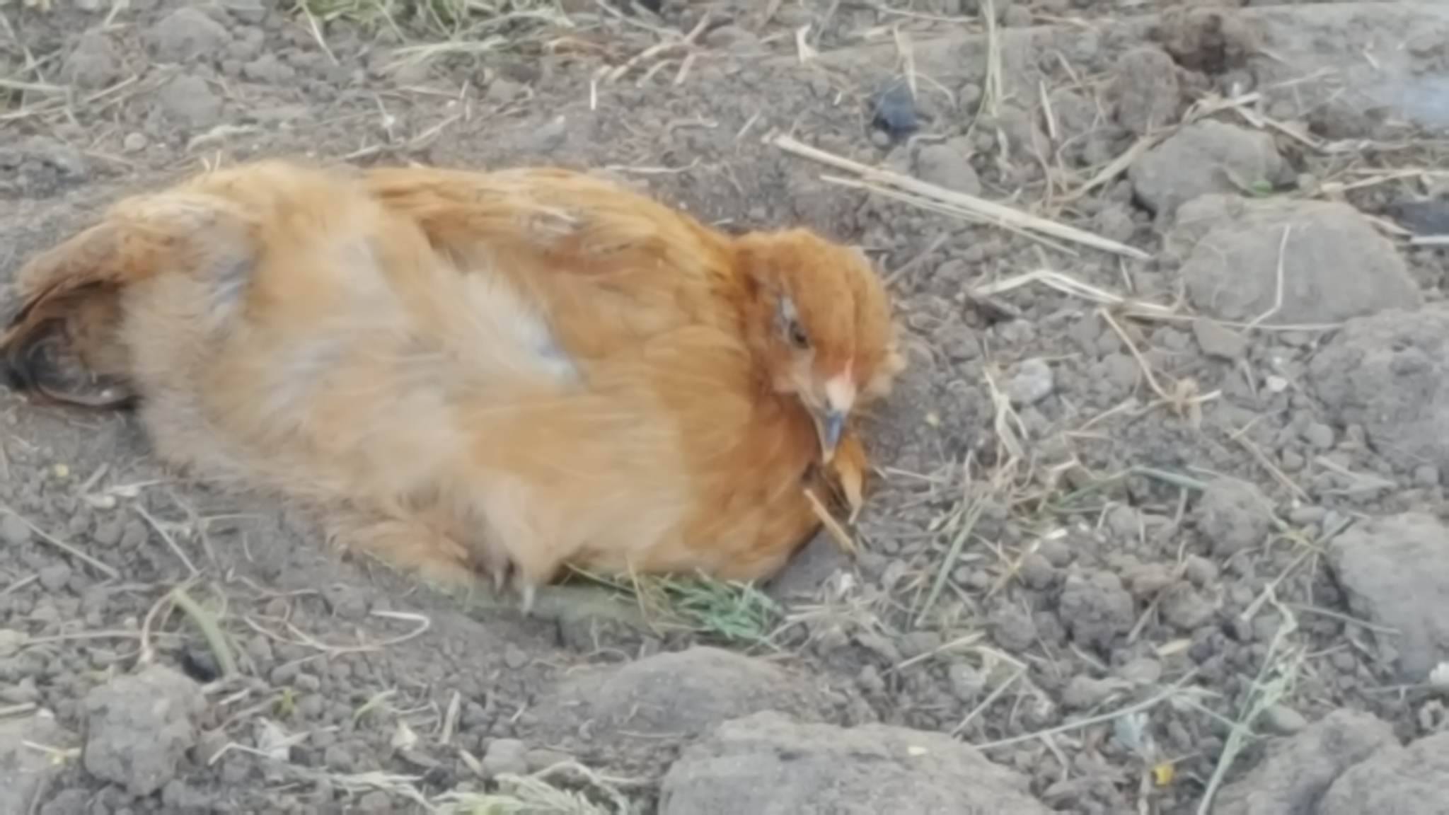 dust bathing