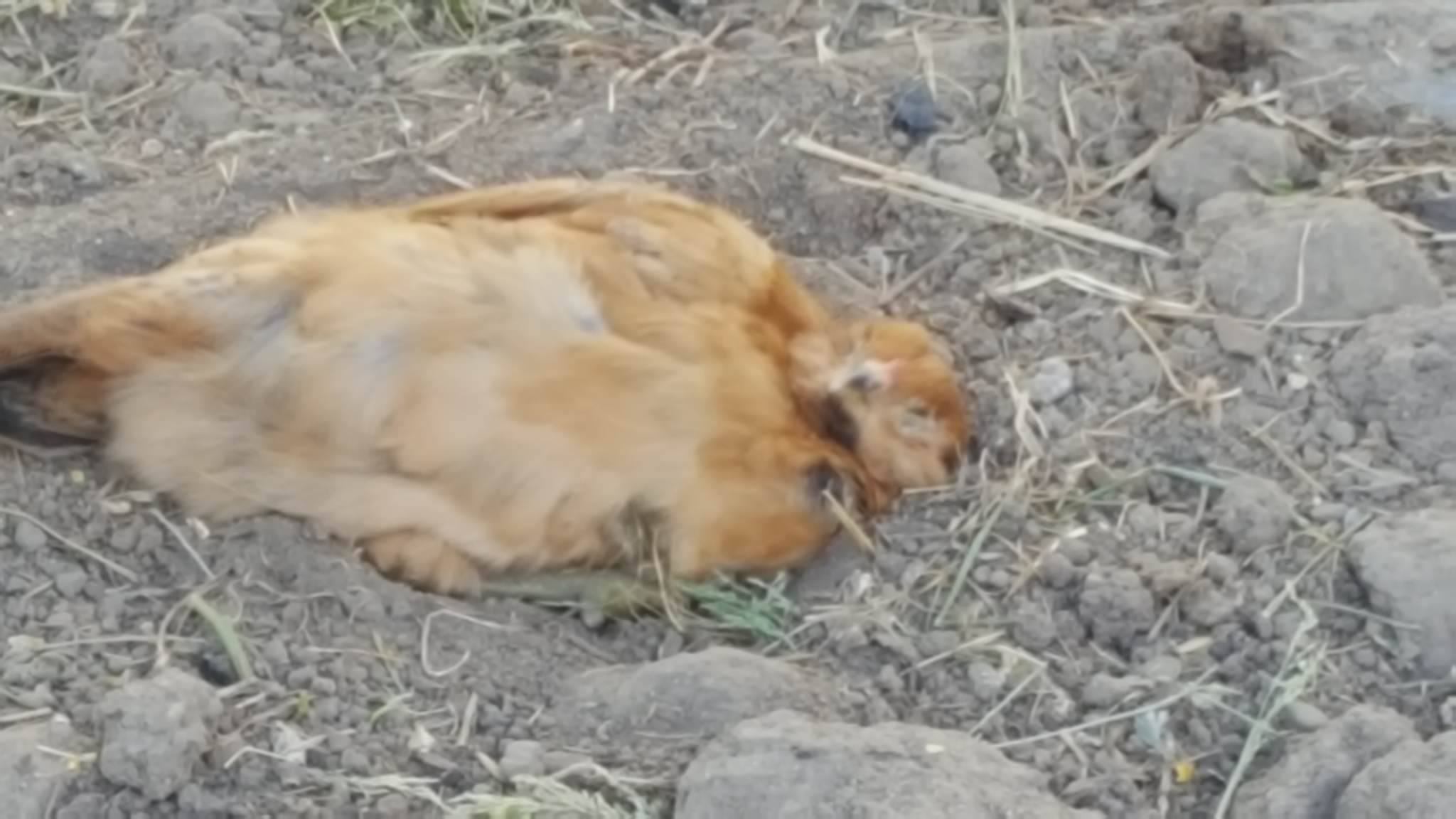 dust bathing