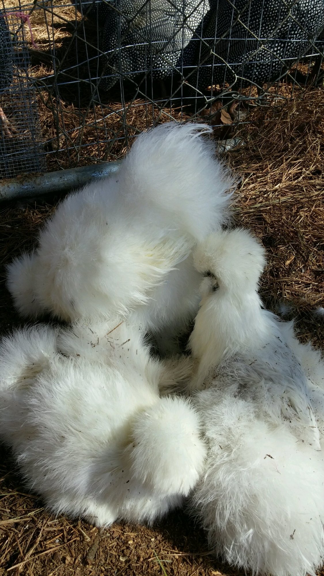 Dust Bathing