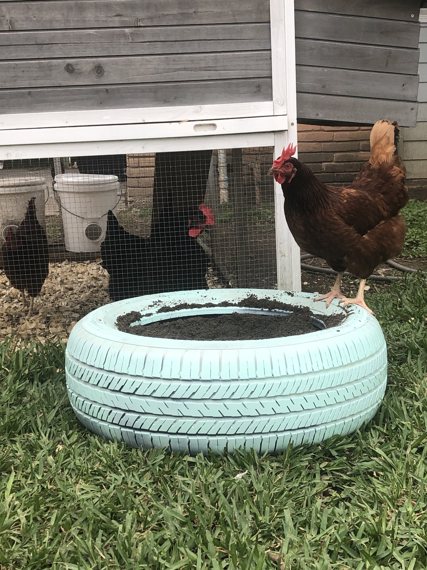 Dust bathing