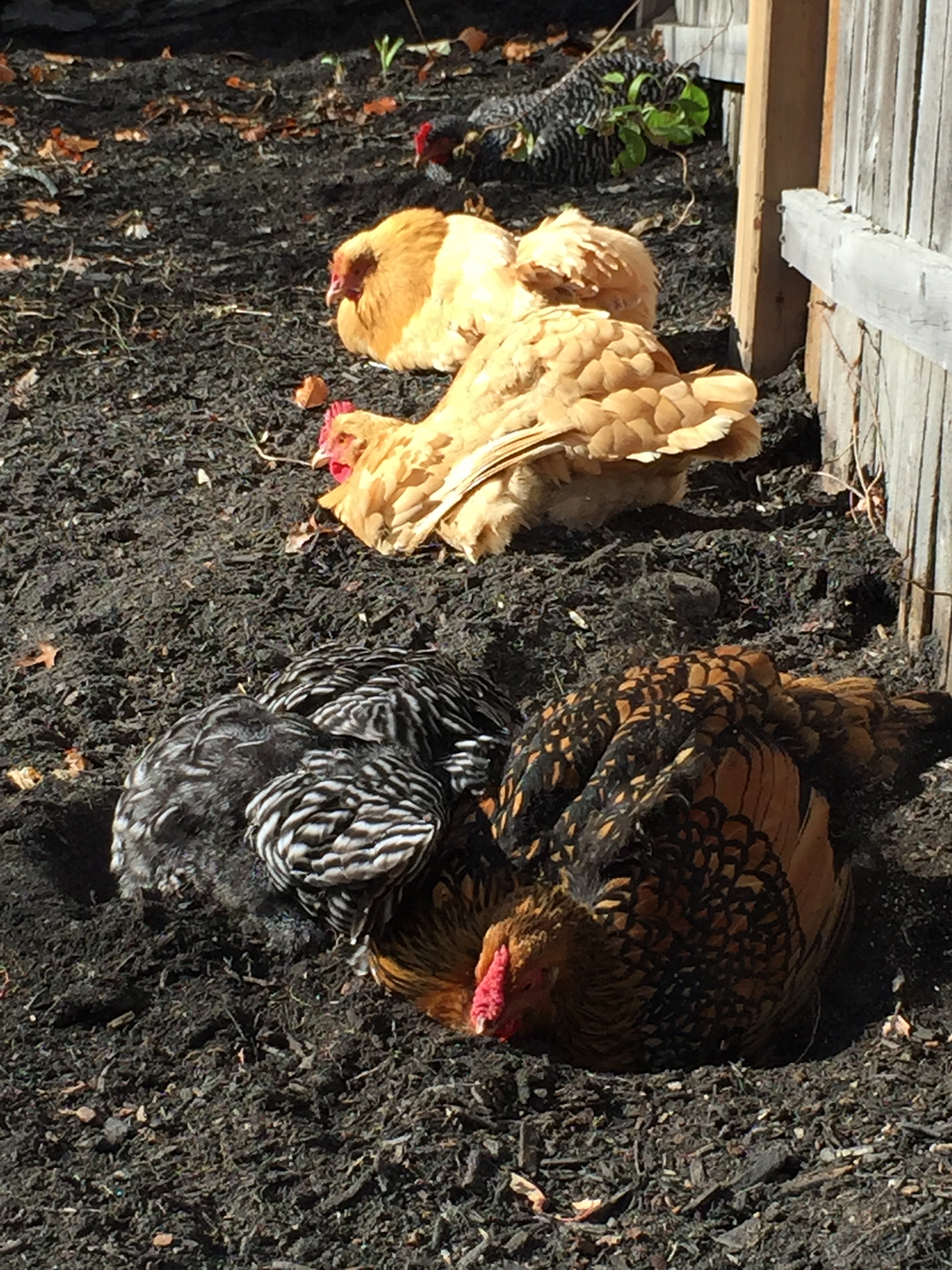 Dust baths in the mulch