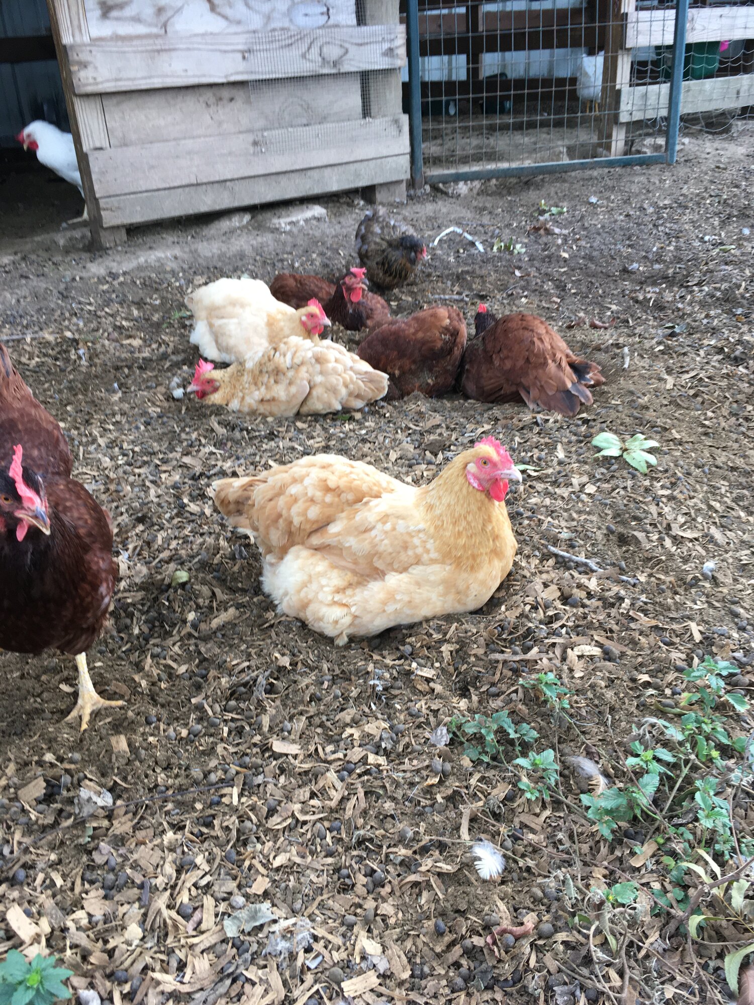 Dusting chickens