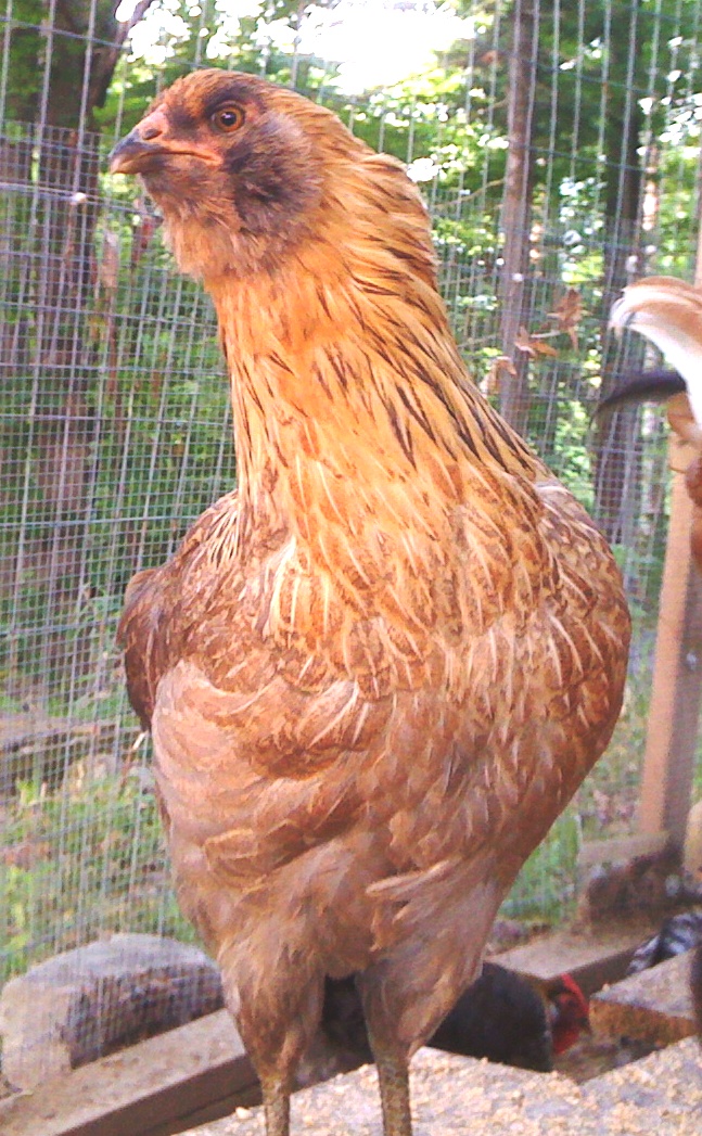Dusty, all grown up.  She laid her first light green egg at 18.5 weeks.