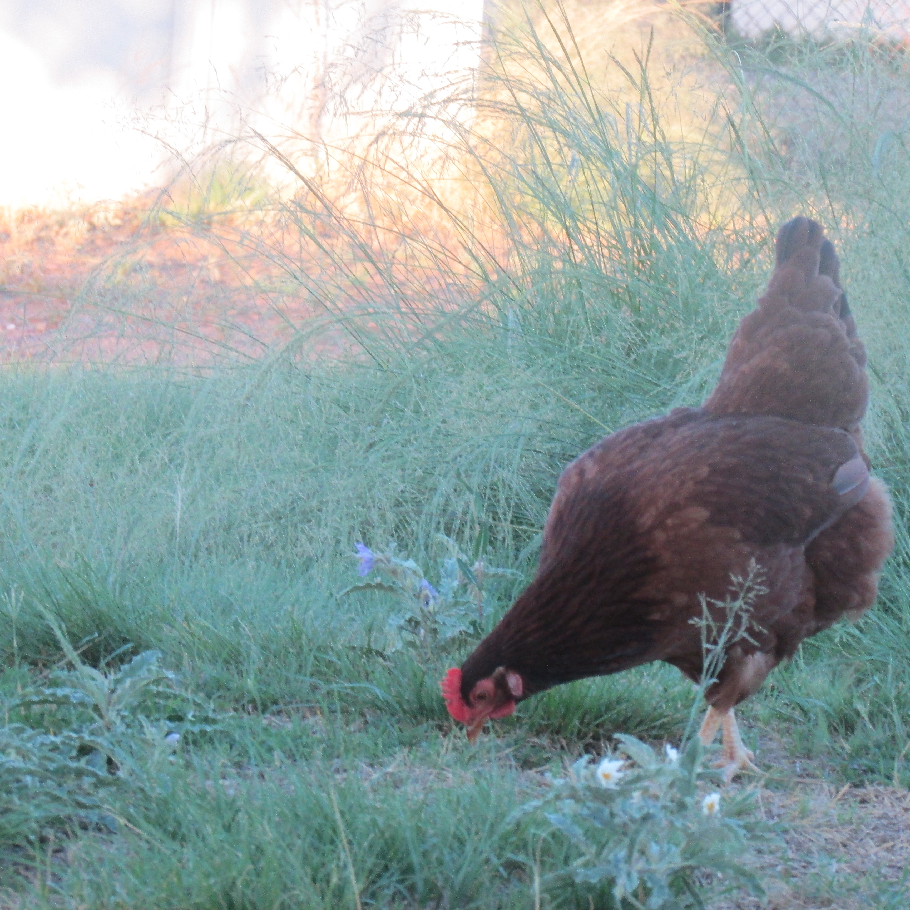 Dusty looking for bugs