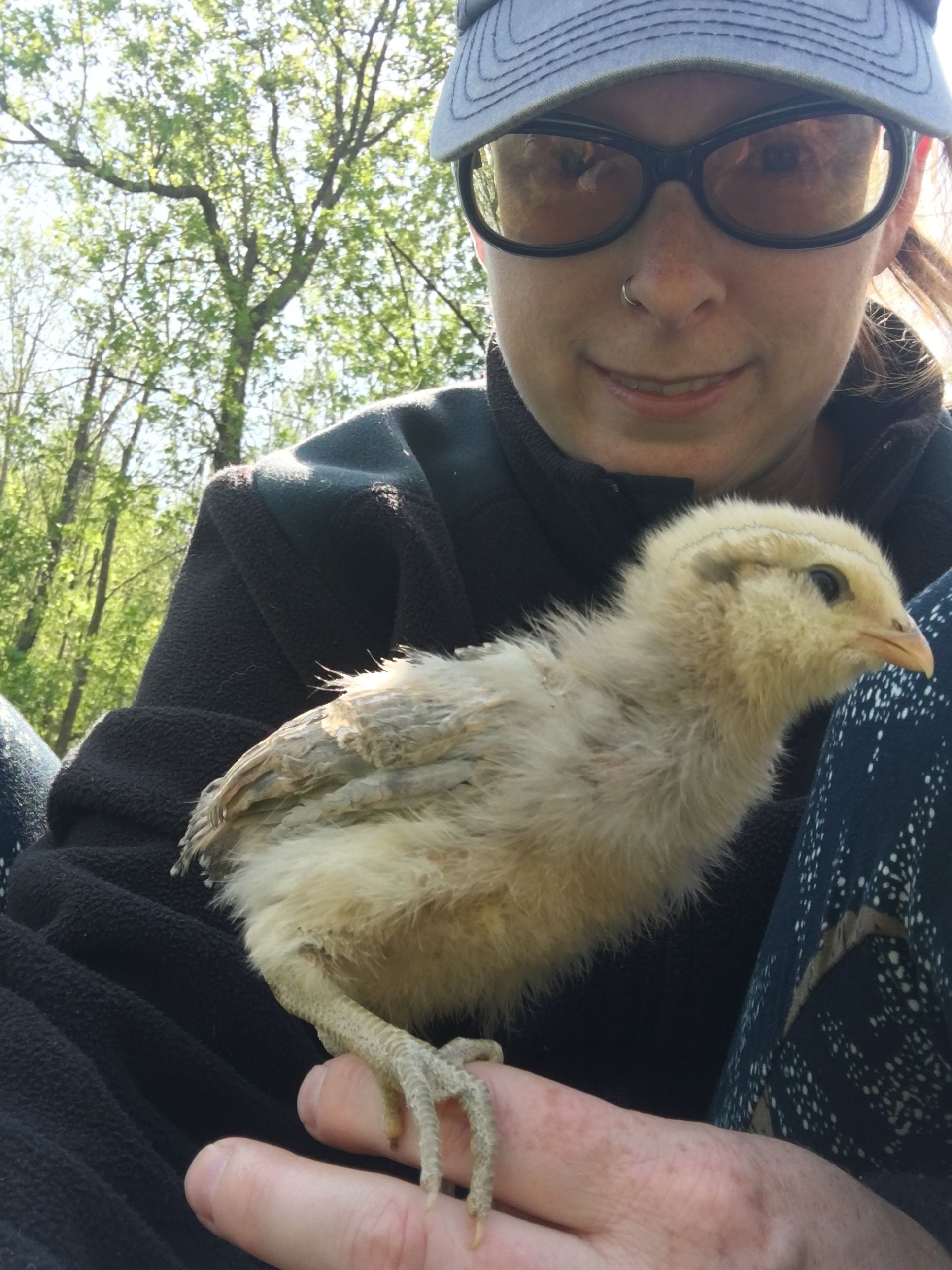 Dusty the Araucana