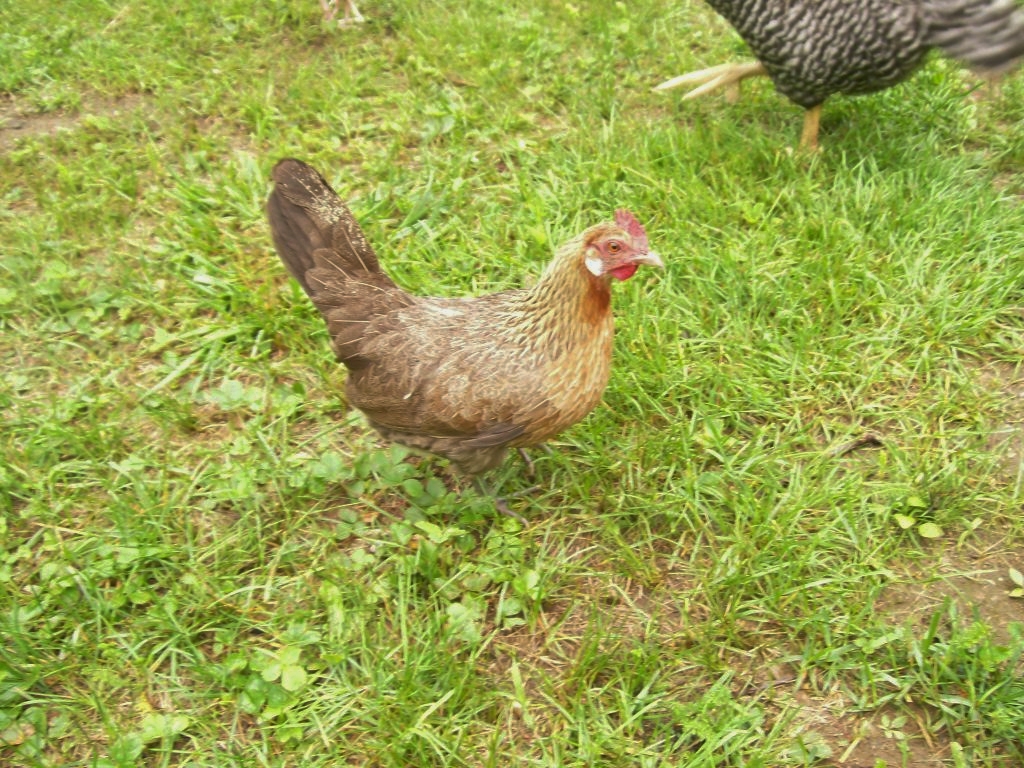 Dutch bantam