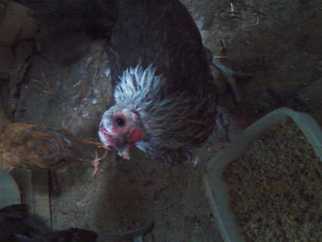 Dutch Hen