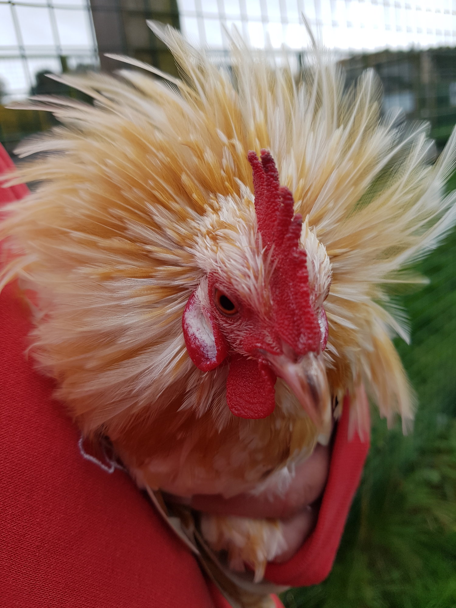 Dutch rooster