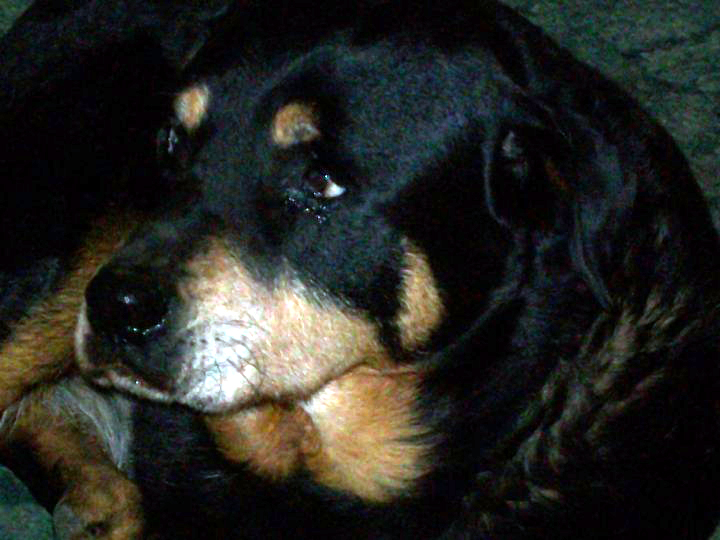 Dutchess, I will always remember and miss you