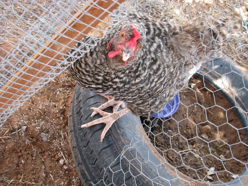Dutchess, my all time favorite hen that I've ever owned. She lives with God now, in good hands I'm sure.