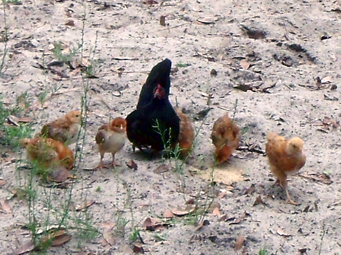 Dutchess with 6 chicks she has adopted (5 RIR and 1 BO).