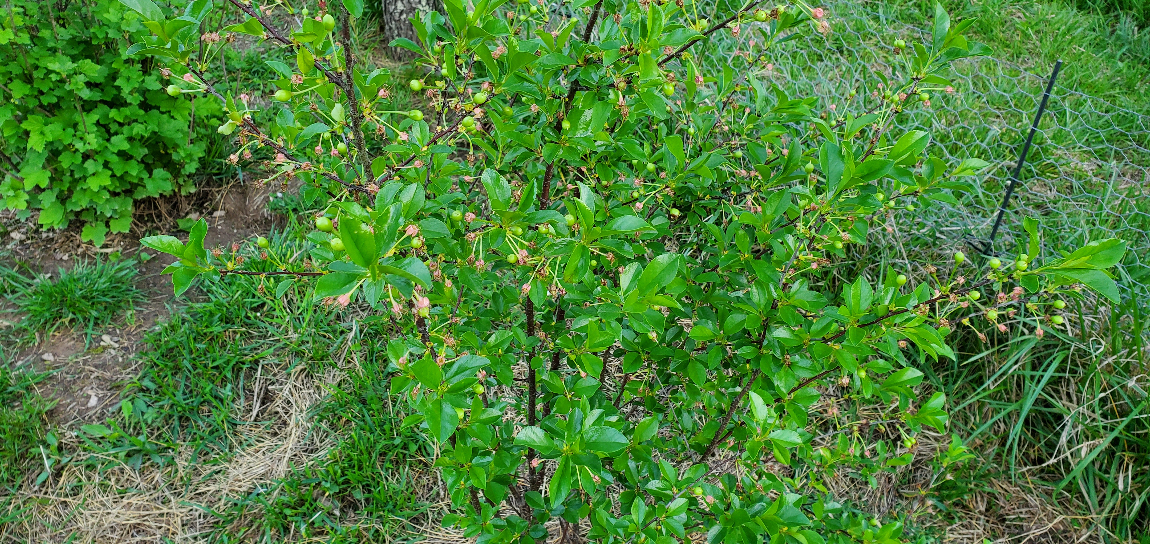 Dwarf Cherry-Tree with green cherries