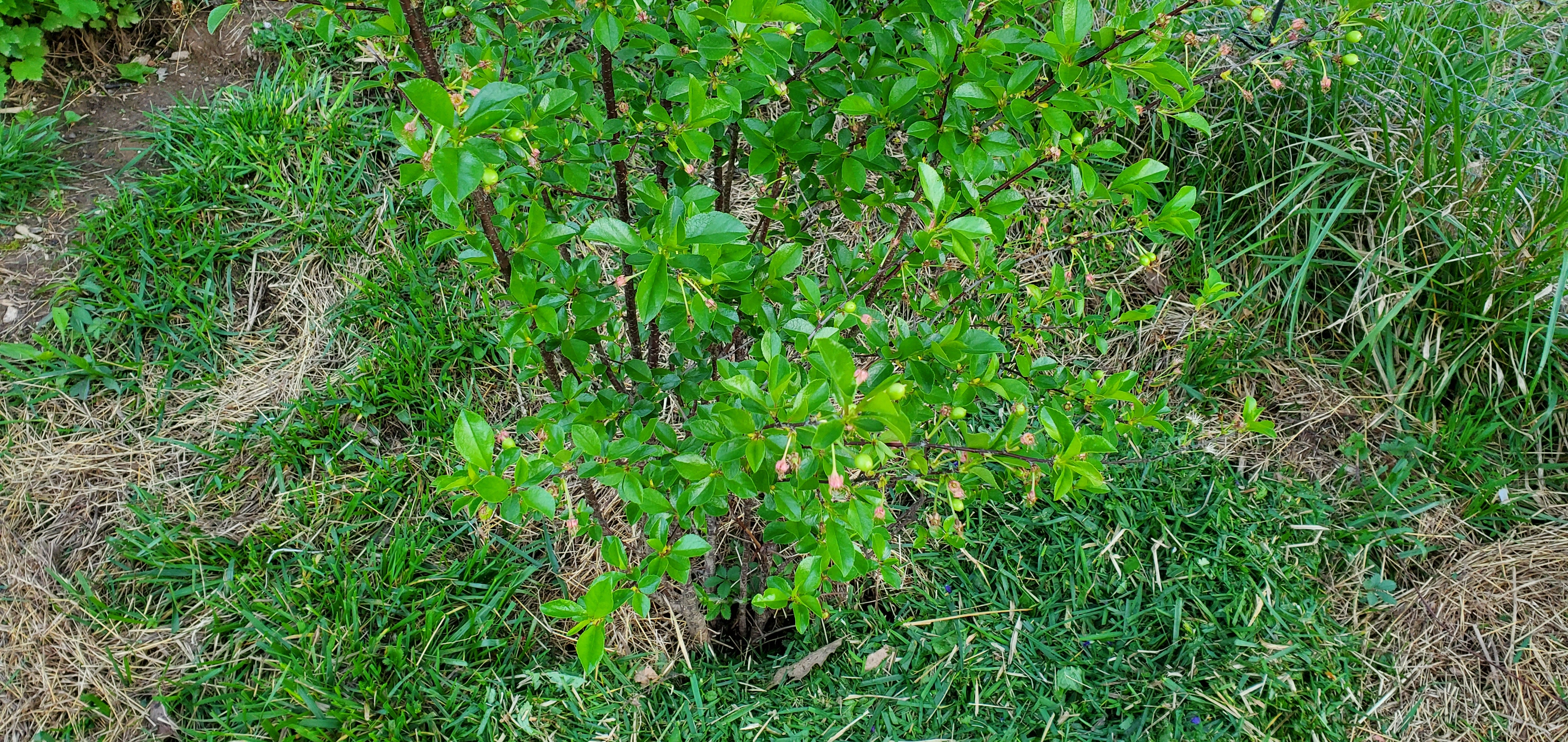 Dwarf Cherry-Tree with green cherries