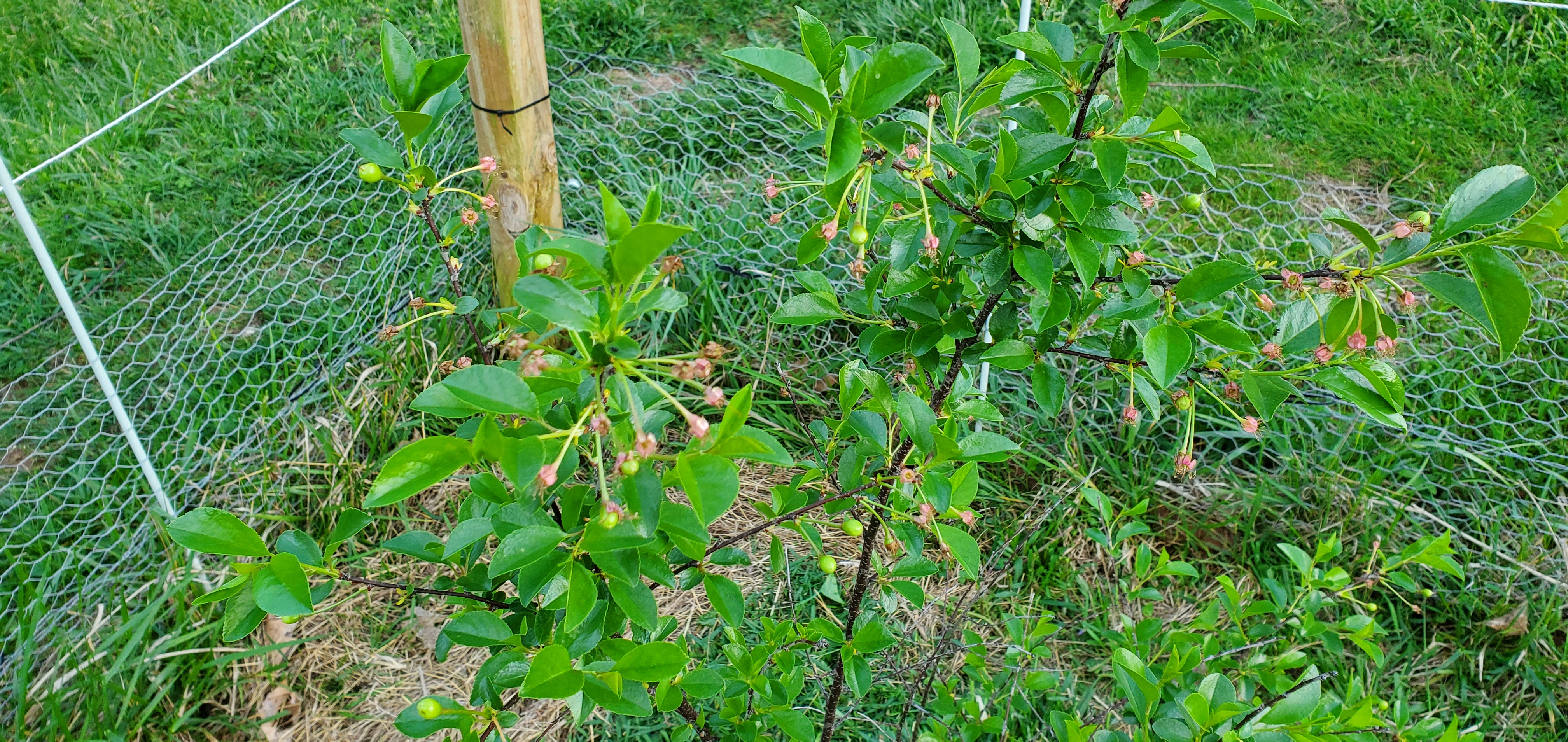 Dwarf Cherry-Tree with green cherries