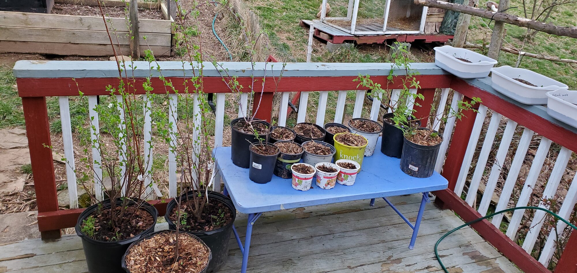 Dwarf-Cherry Trees, Raspberries and Tulip-trees ready to be planted outside.