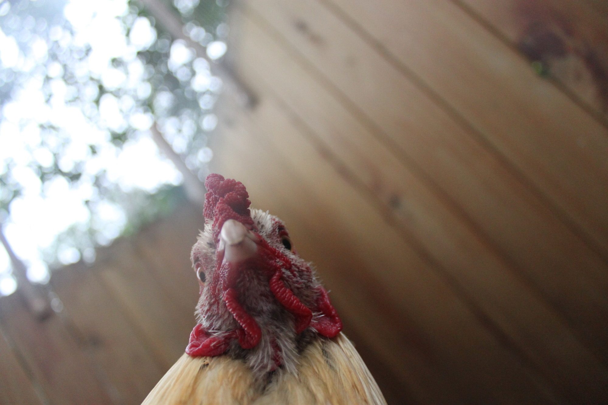 Dyno's photoshoot! :P