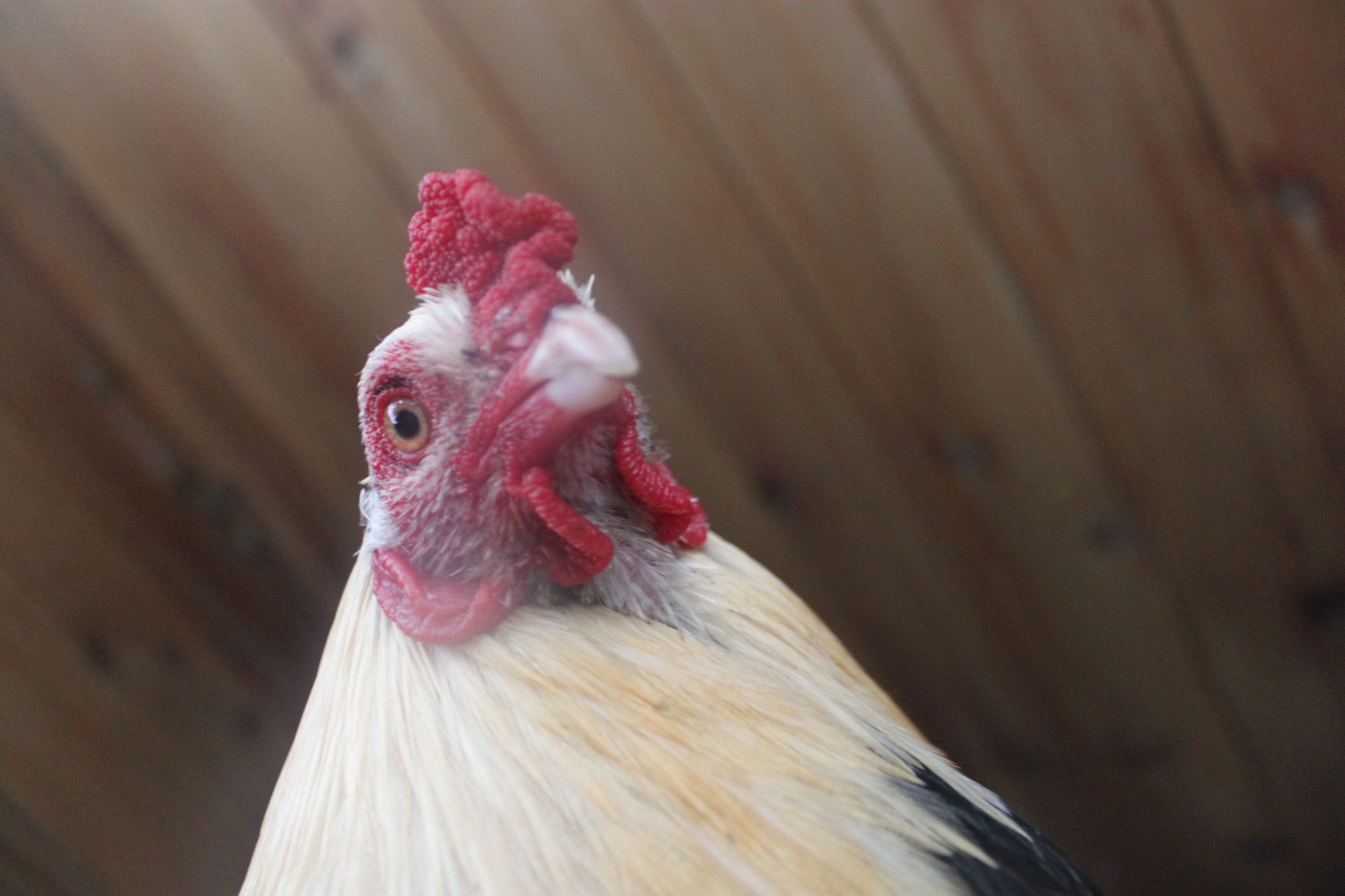 Dyno's photoshoot! :P