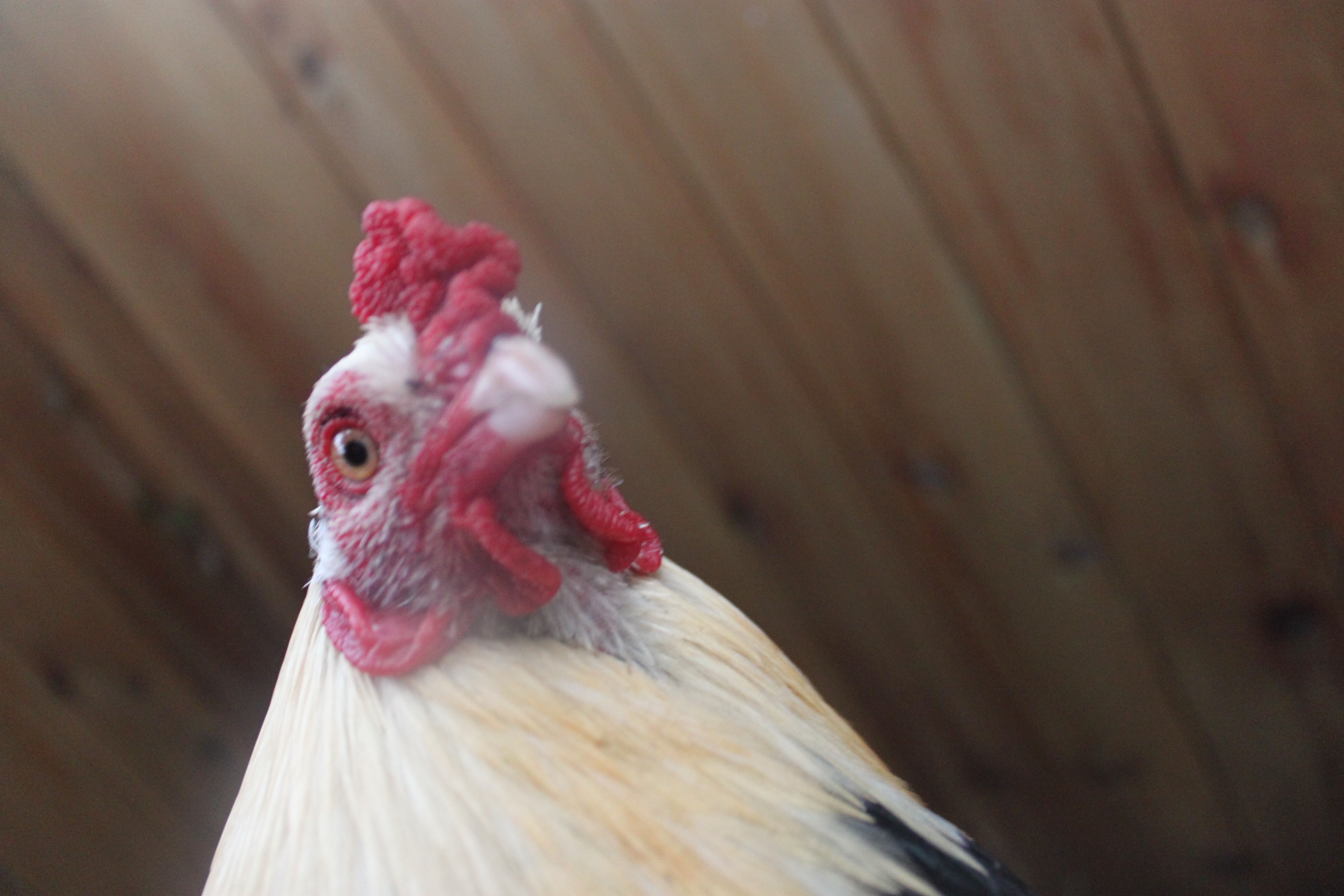 Dyno's photoshoot! :P