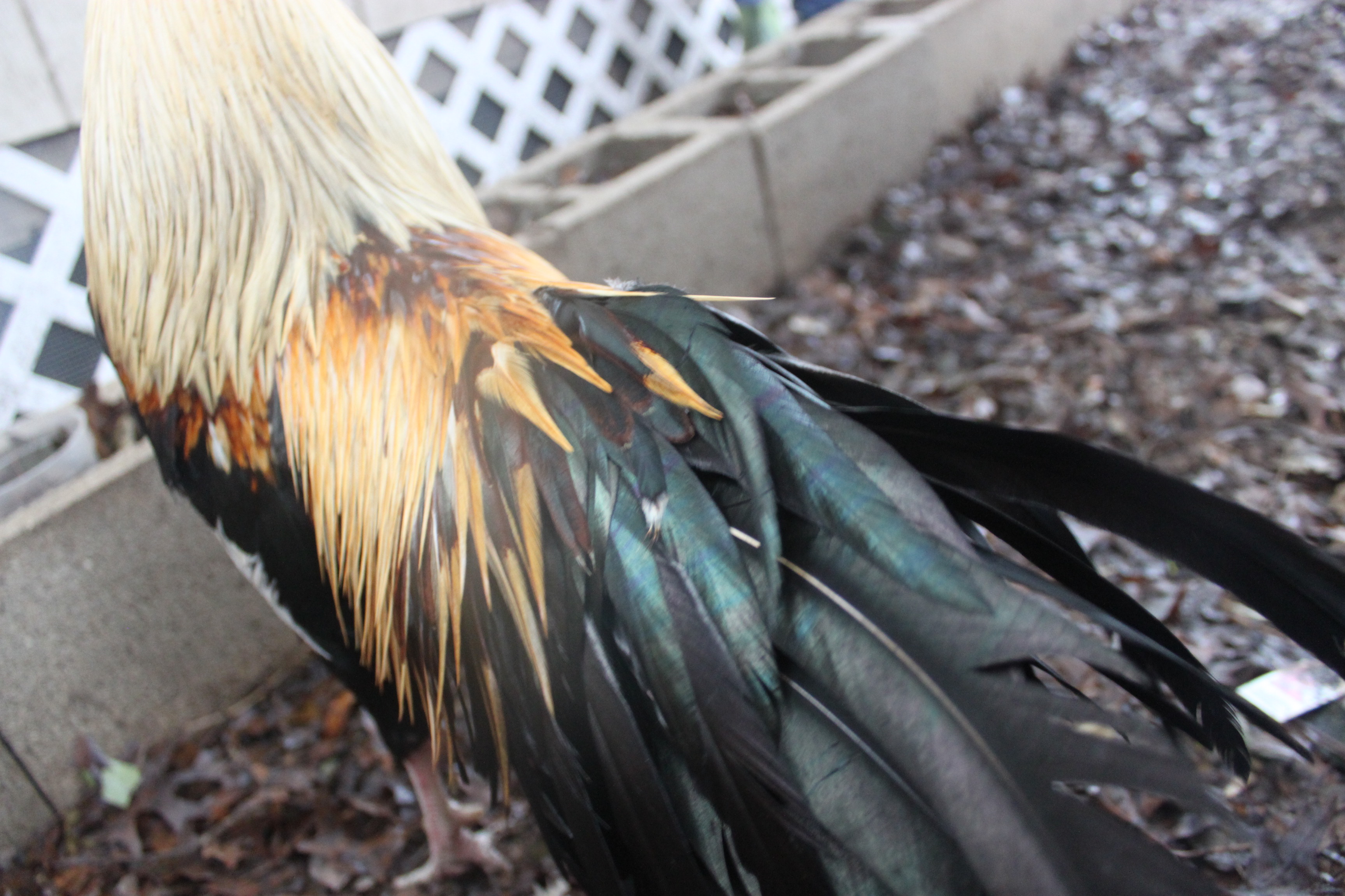 Dyno's photoshoot! :P