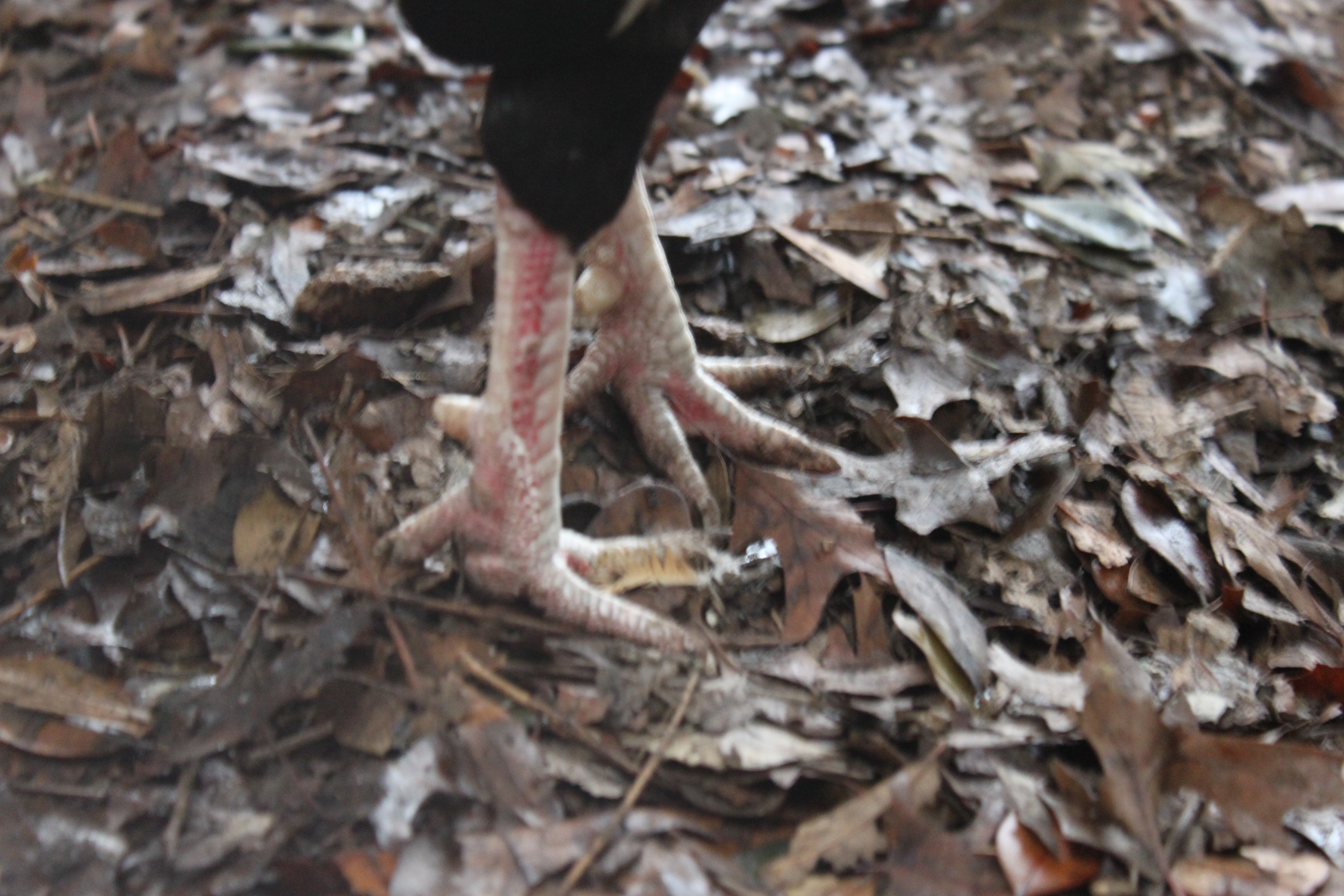 Dyno's photoshoot! :P