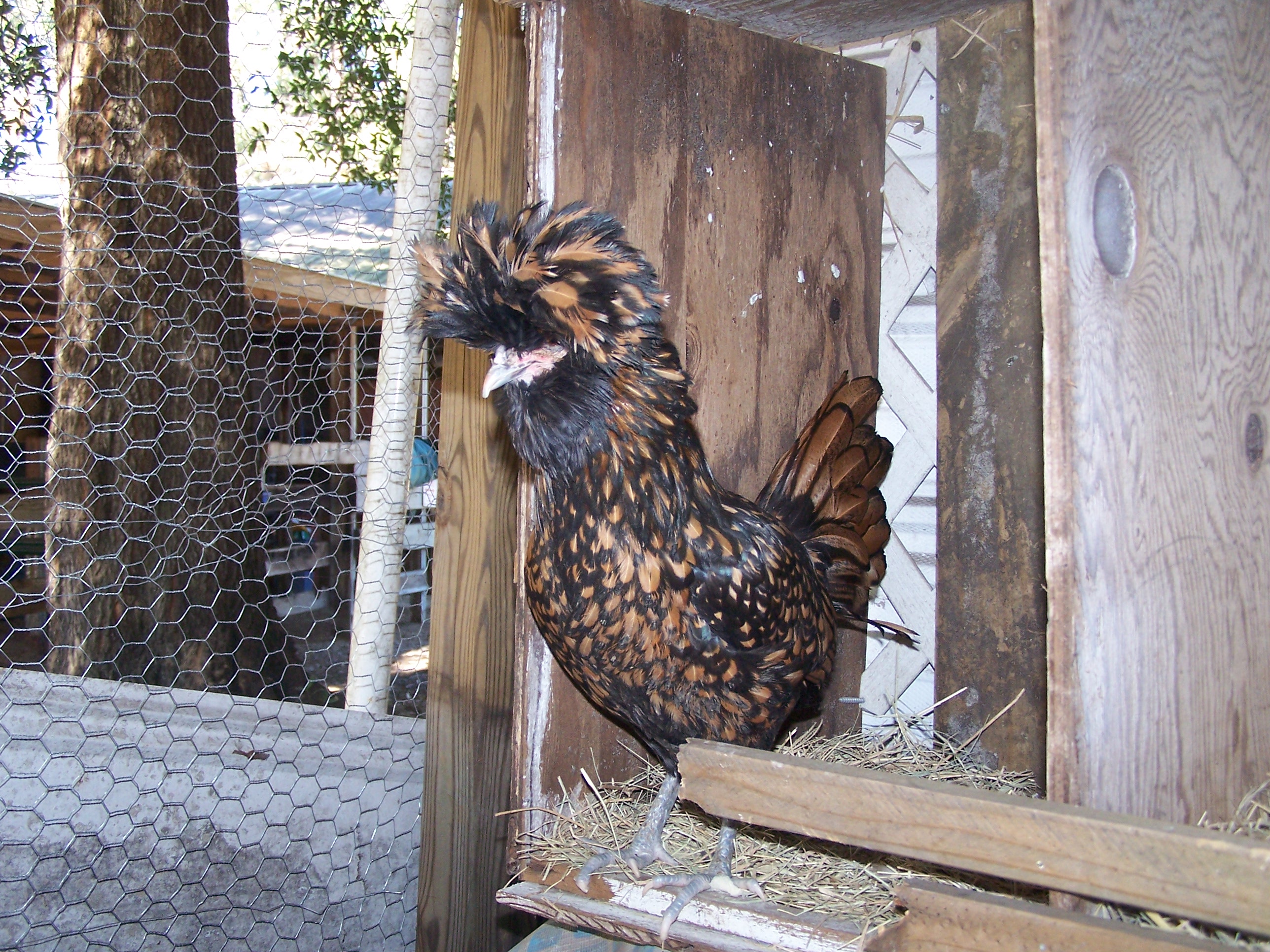 E-gads!  Look at those toenails!   Must clip them tomorrow.    Still, she is beautiful.  (I just took in quite a few chickens -- about 40.  This girl is my favorite of the bunch... and she has two sisters that look just like her.   They were all in one big run, so many have feathers picked pretty badly -- all need some attention.  I managed to spray blue coat on all the ones missing feathers and have clipped some of their nails, but, there are quite a few left to do.)