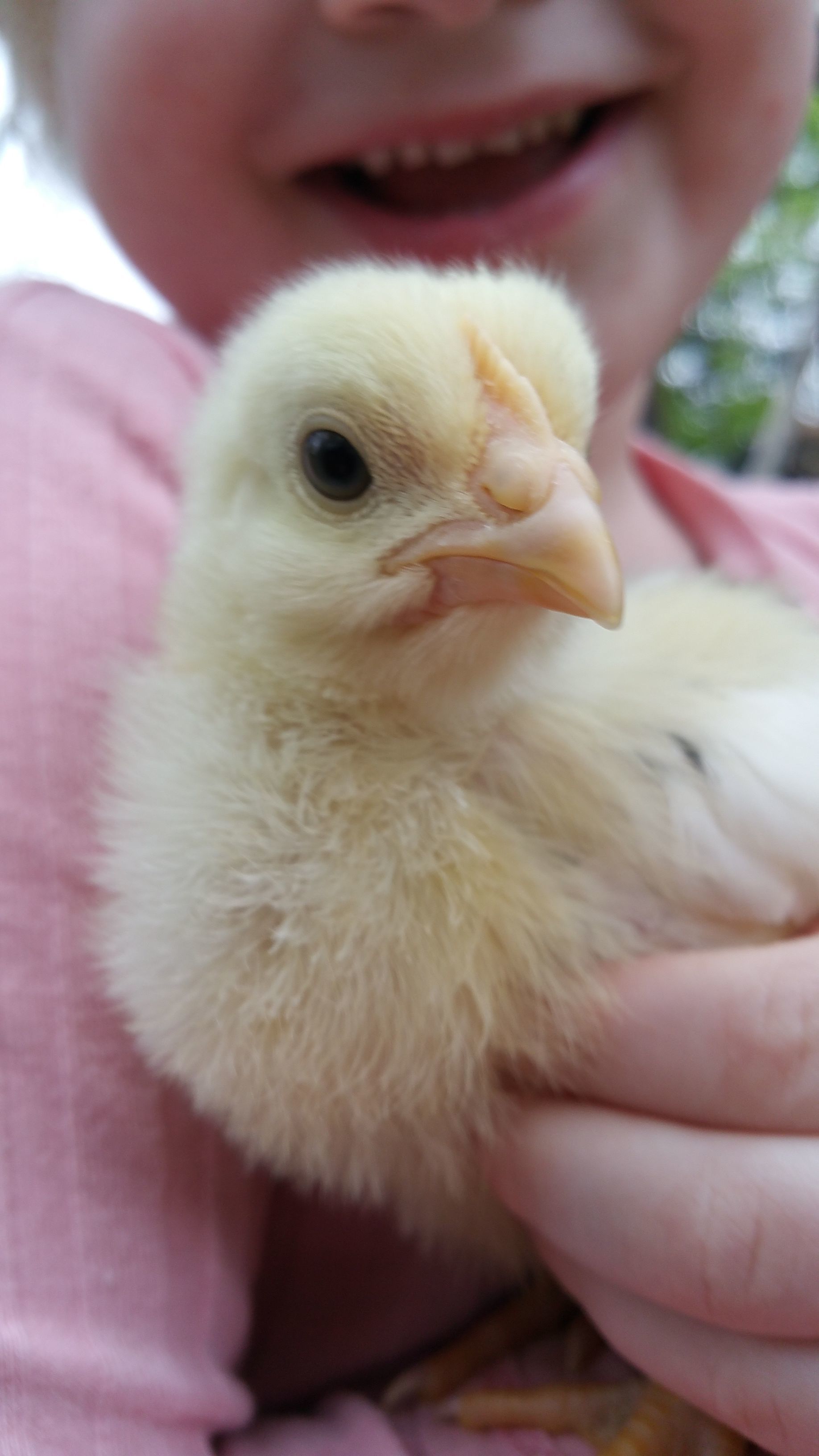 E holding a 2wk old Mottled Java chick March 2017
