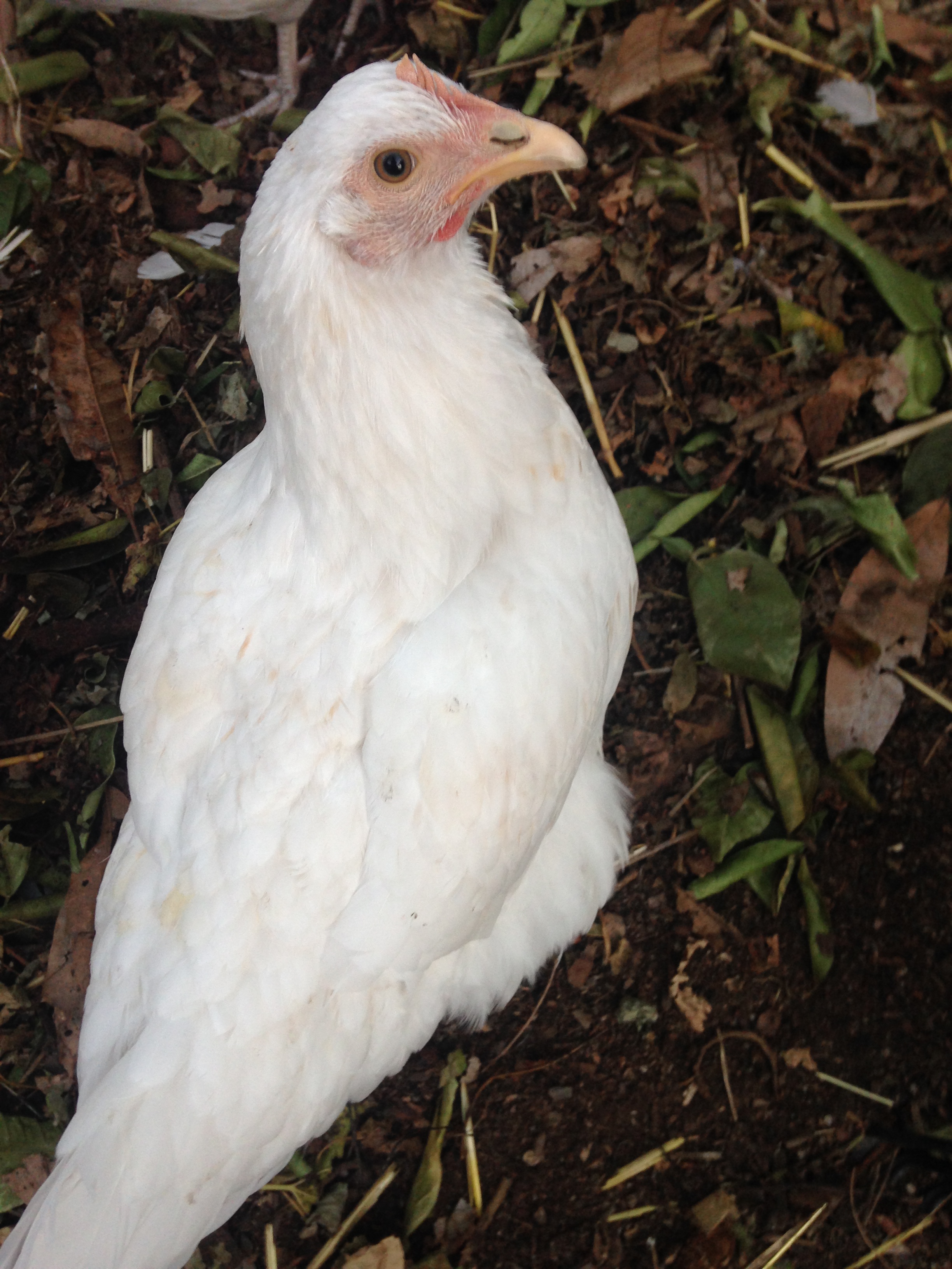 Eagle chicken!