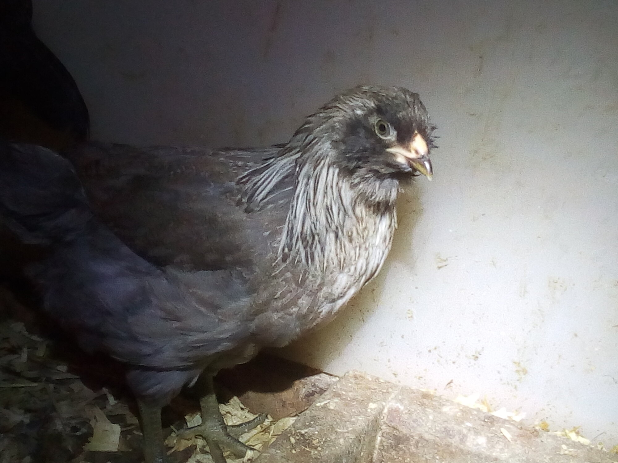Eaglet