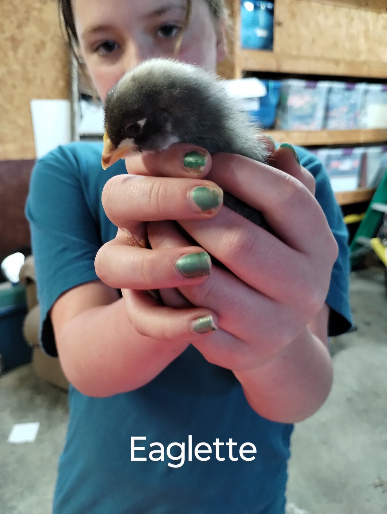 Eaglette