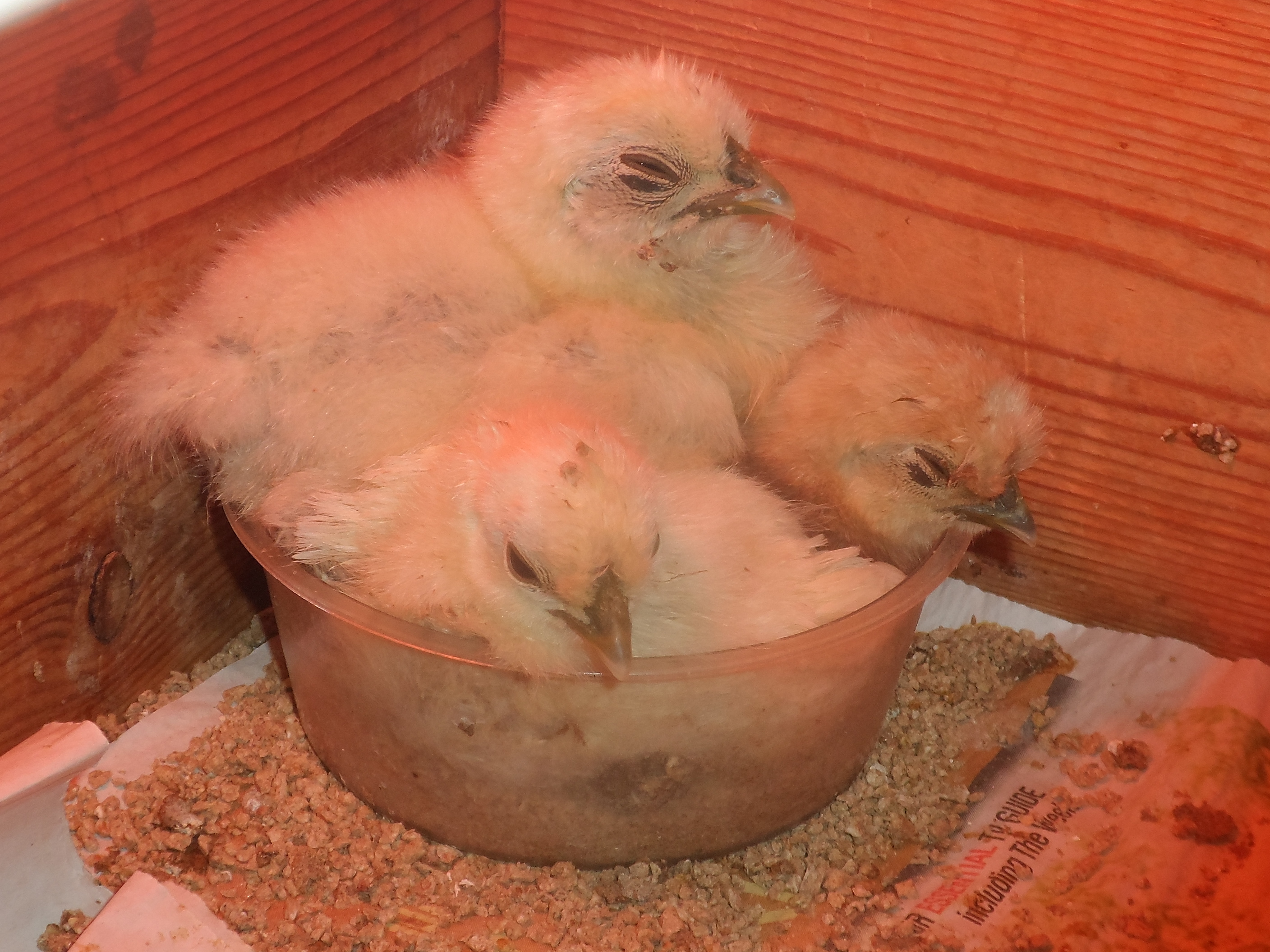 Early Bird, George and Audley