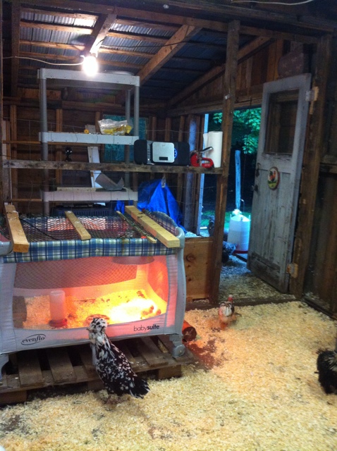 Early chick brooder if big brooder is full.