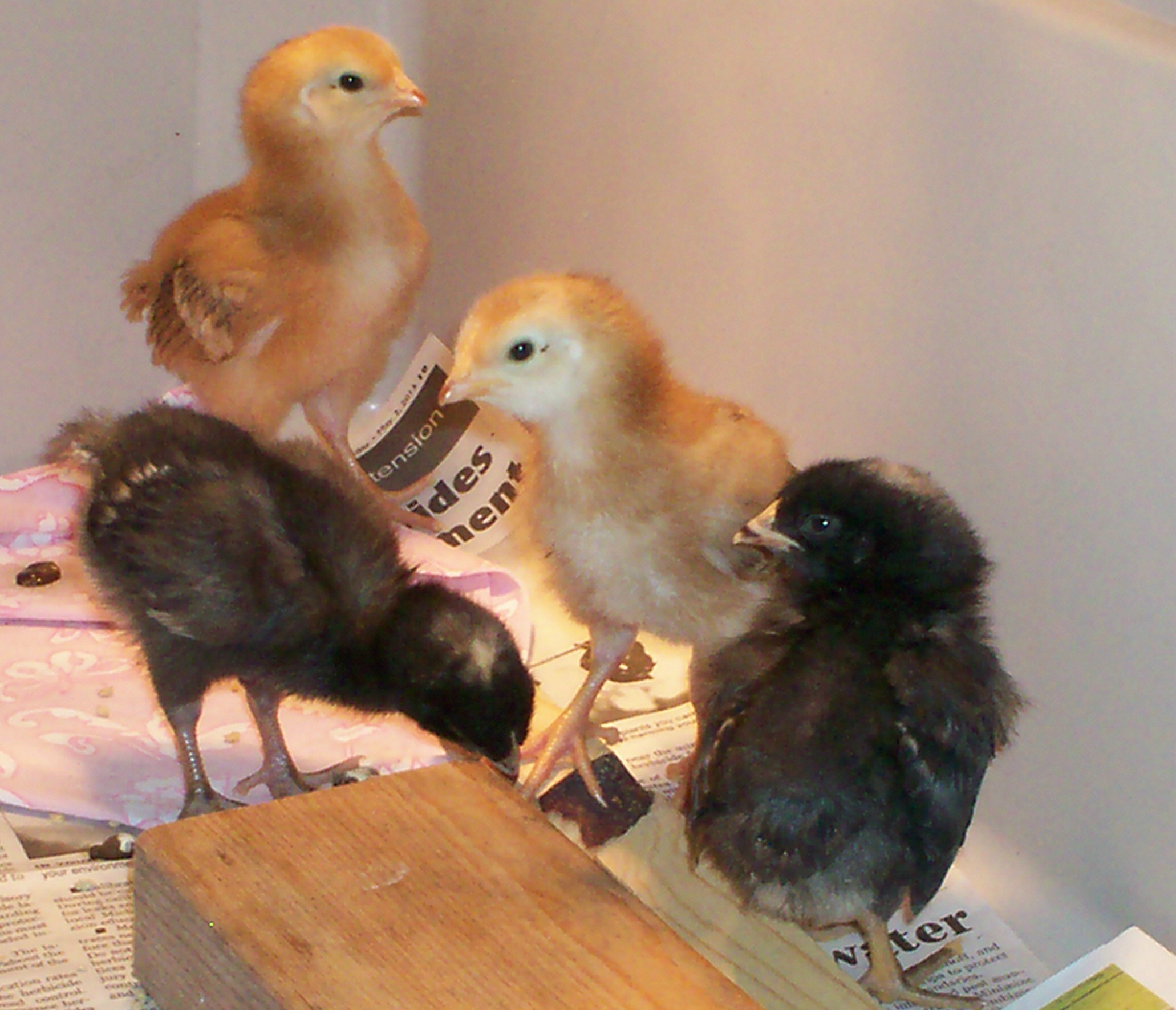 Early days: Lulu & Lucy (Barred Rocks) and Mildred & Matilda (Rhode Island Reds)
May, 6, 2013