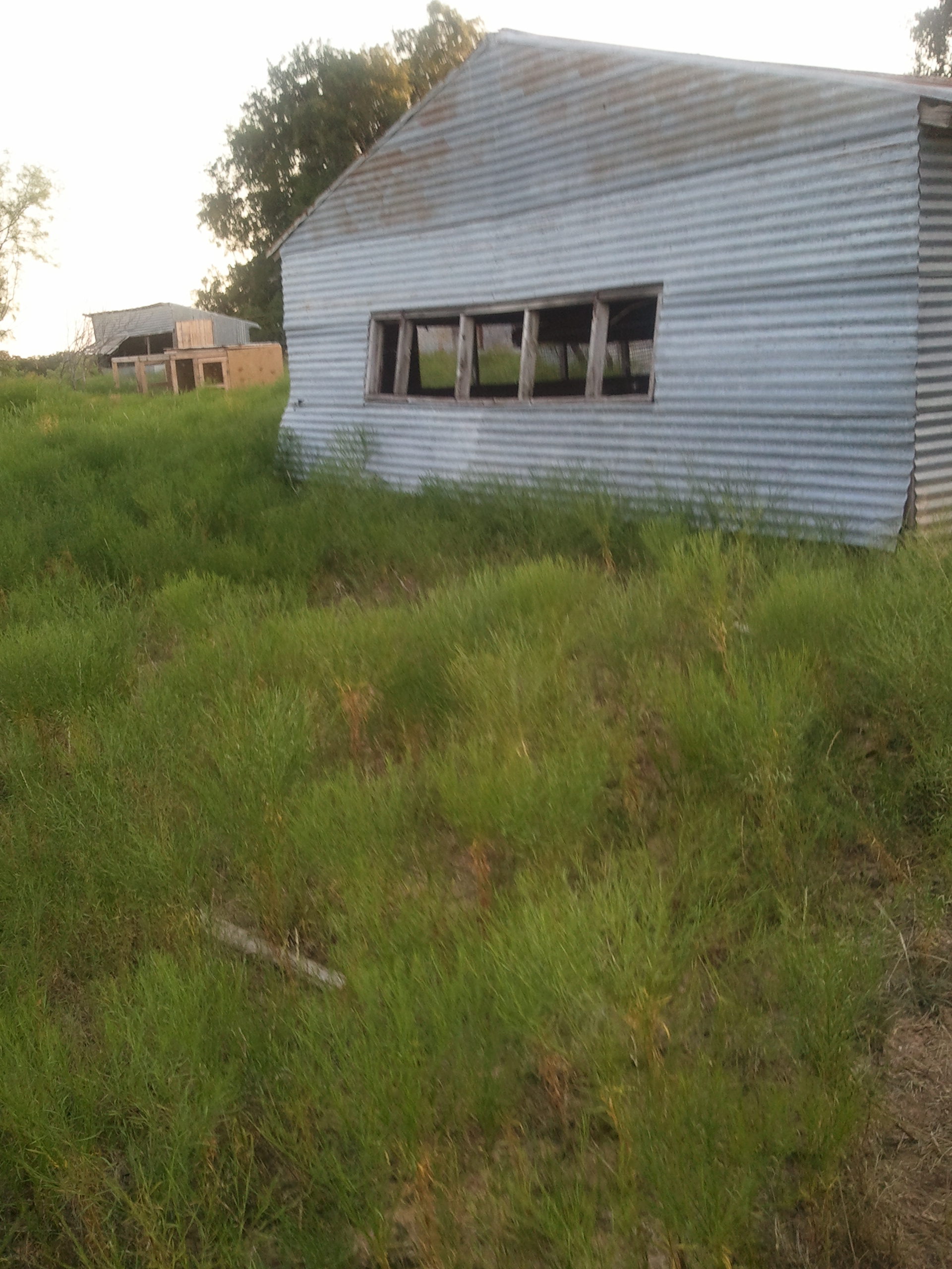 East end of layer barn looking Southeast towards grow out pens.