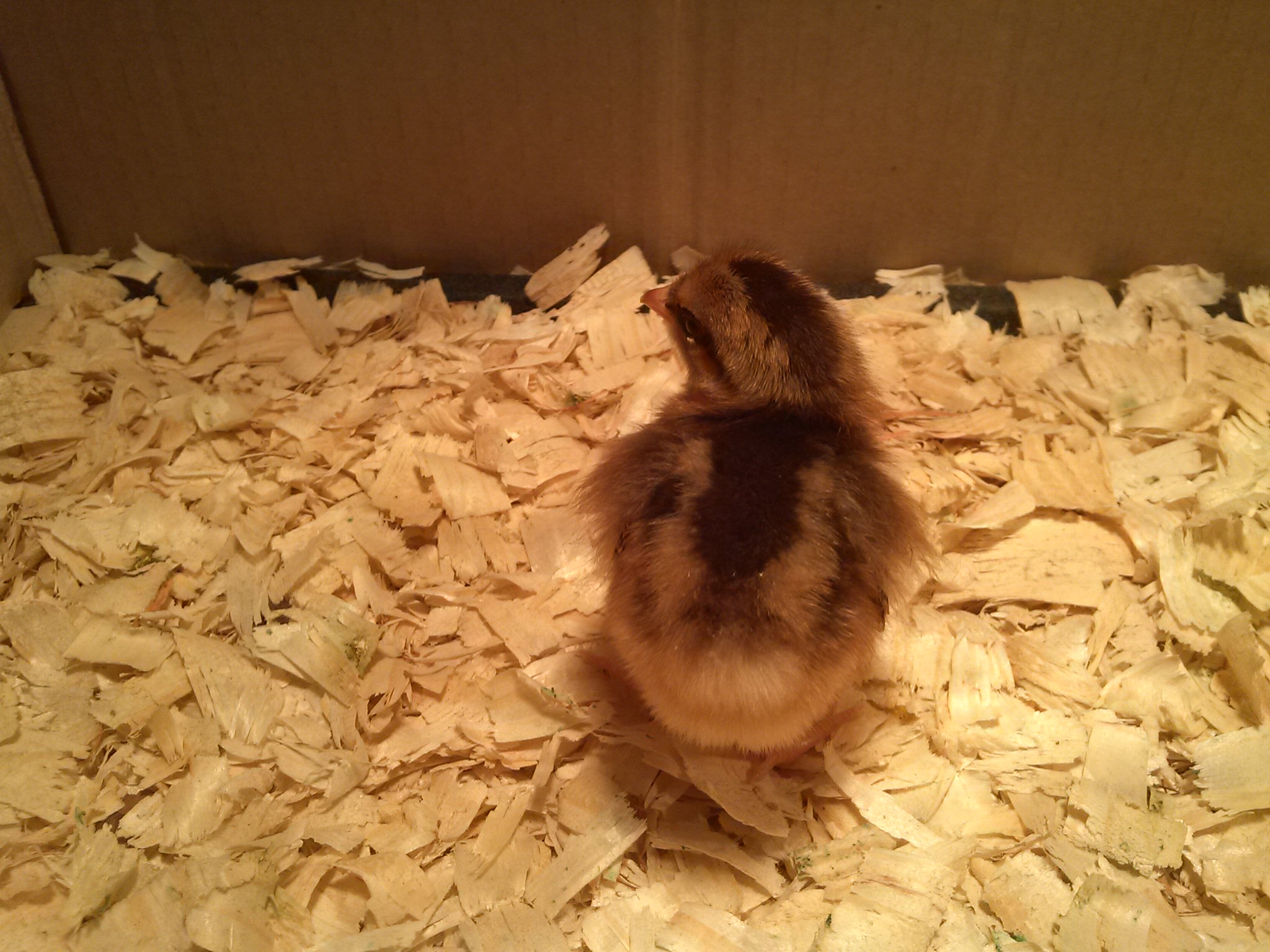 Easte egger from Meyers .  2 days old