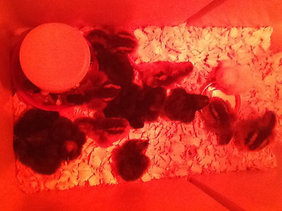 Easter 2016 Hatchlings