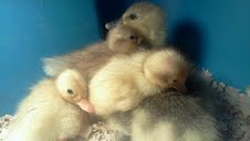 Easter baby being bombarded with baby call duck love!